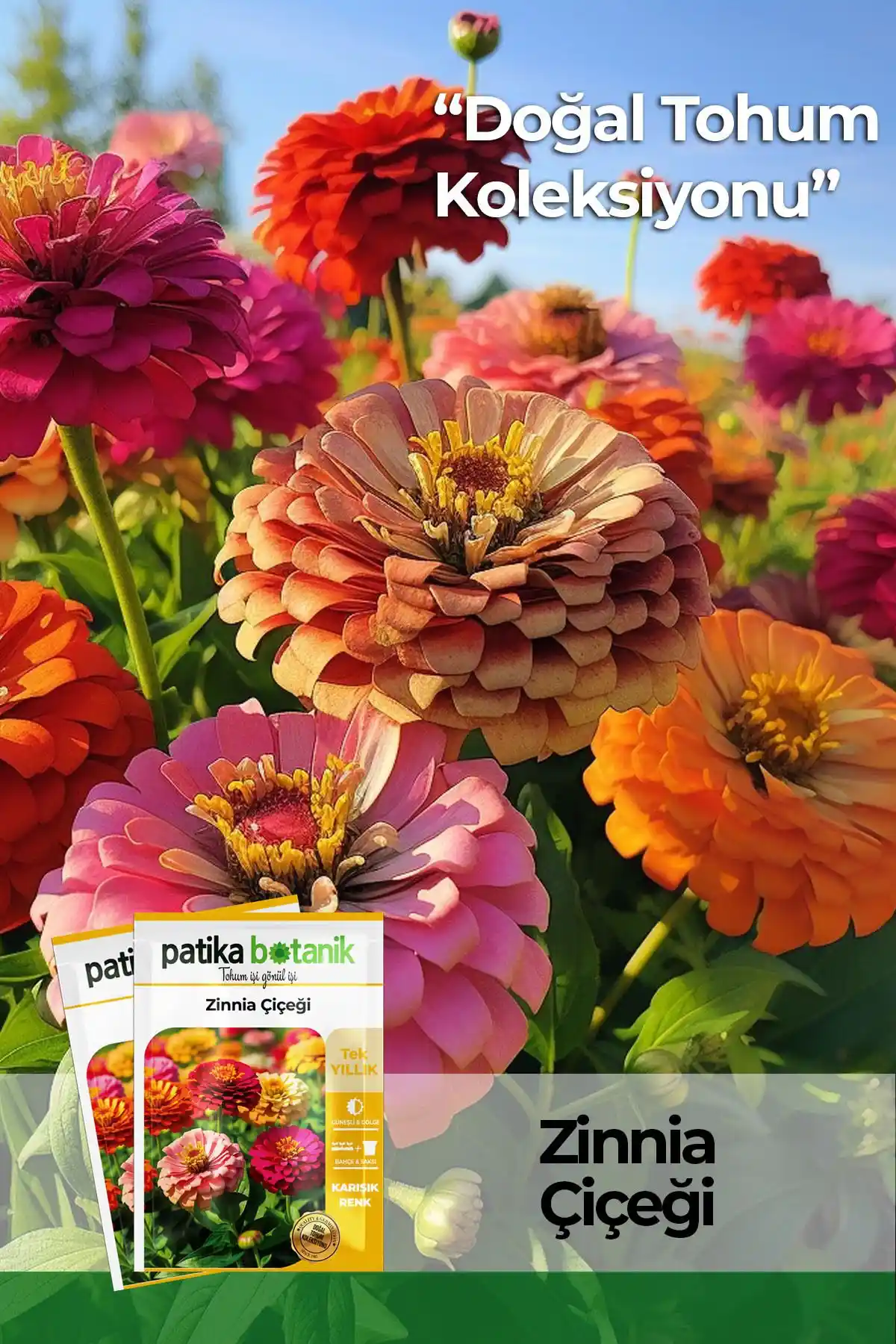 Patika Botanik Zinna Çiçek Tohumu 30 Adet Renkli ve Kolay Yetiştirilebilen Bahçe Çiçekleri