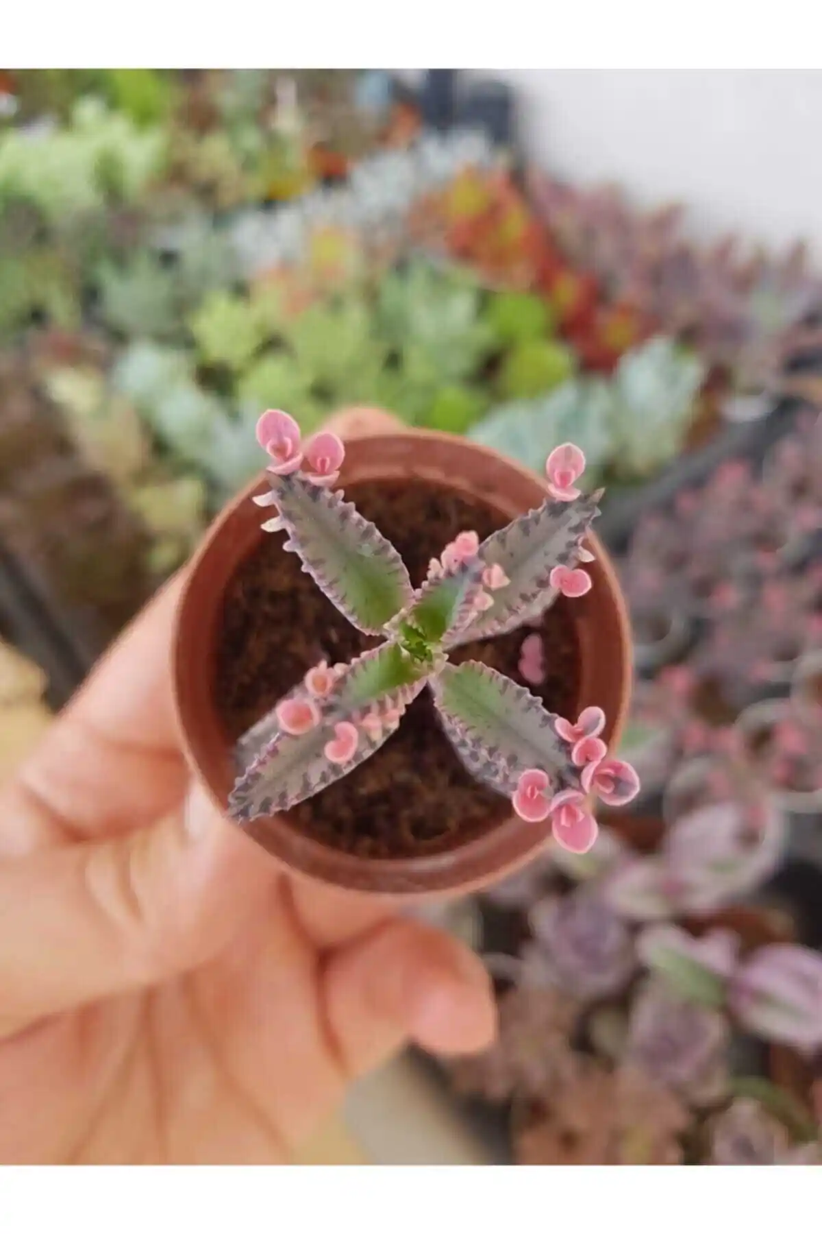 Pembe Aşkın Gözyaşı Çiçeği Sukulent: Estetik ve Bakımı Kolay İç Mekân Bitkisi
