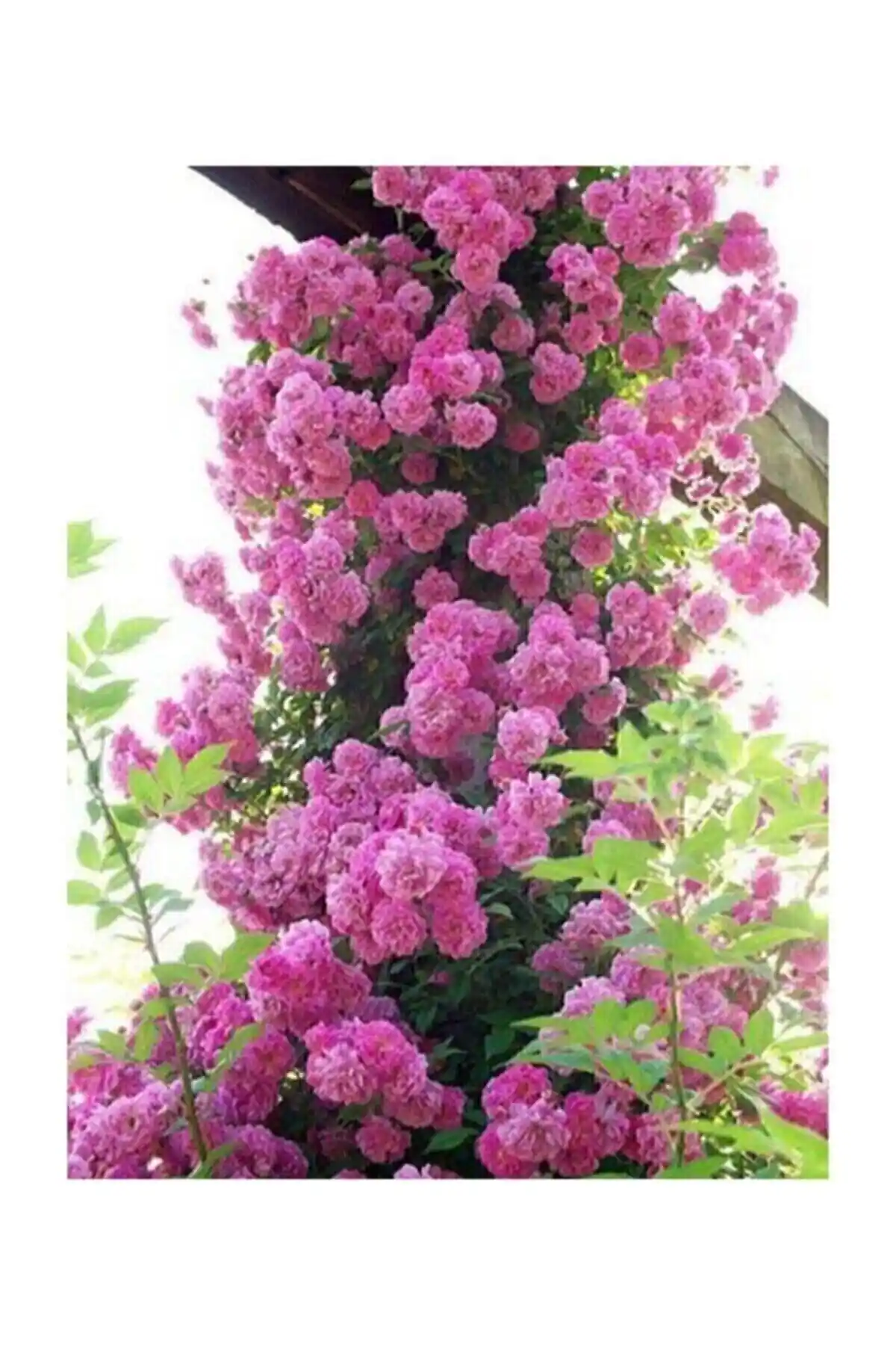 Pembe Sarmaşık Gül Tohumu: Bahçe ve Saksı İçin Doğal Güzellik Katacak Seçenek