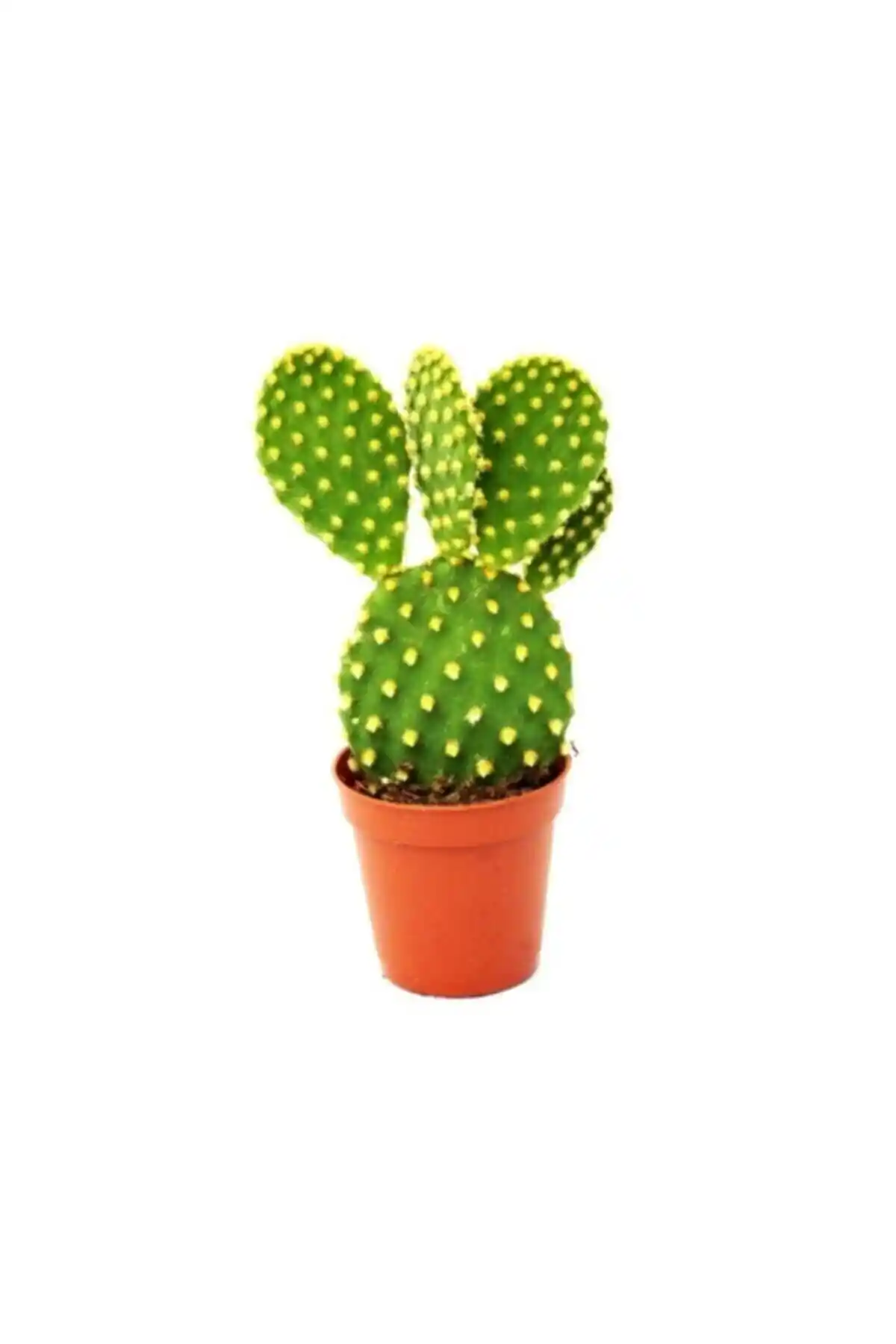 Peyzaj Burada Online Bahçe Market Tavşan Kulağı Kaktüs ve Sukulentler Satışları