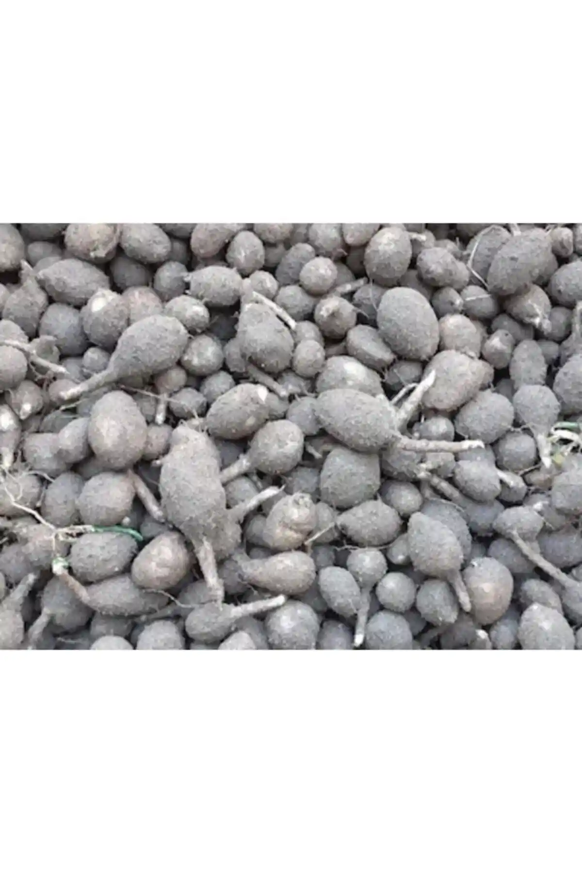 Pitronik Salep Fidesi ile Doğal ve Zengin Meyve Bahçeleri Oluşturma Rehberi