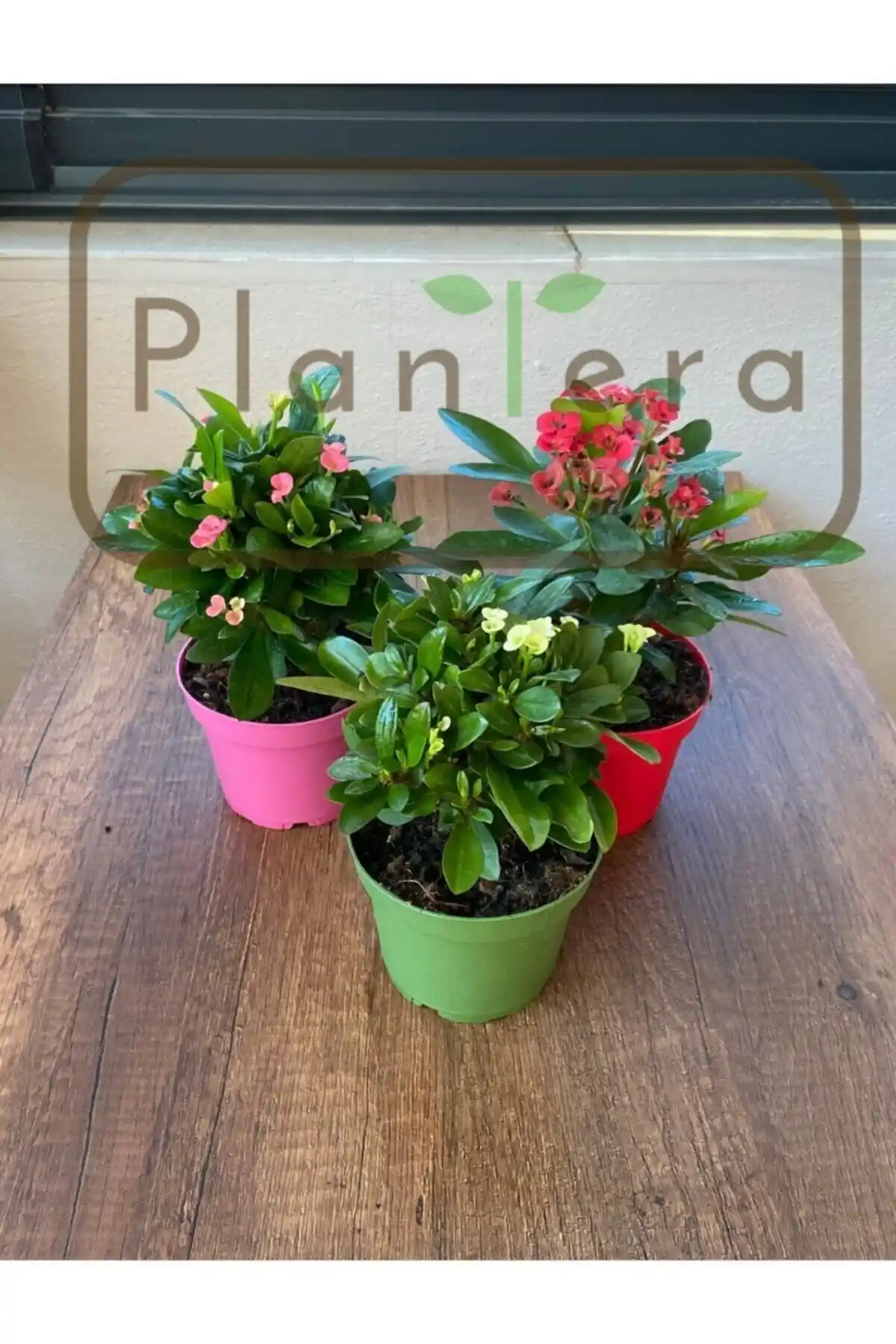 Plantera Euphorbia Milii Dikenler Tacı Üçlü Set: İç Mekan Dekorasyonu ve Bakım Rehberi