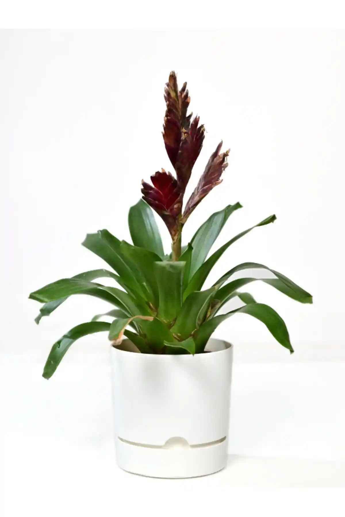 Poliwork Avantajlı Saksı Seti: Şık ve Dayanıklı Modern Saksılarla Bitki Bakımınızı Geliştirin