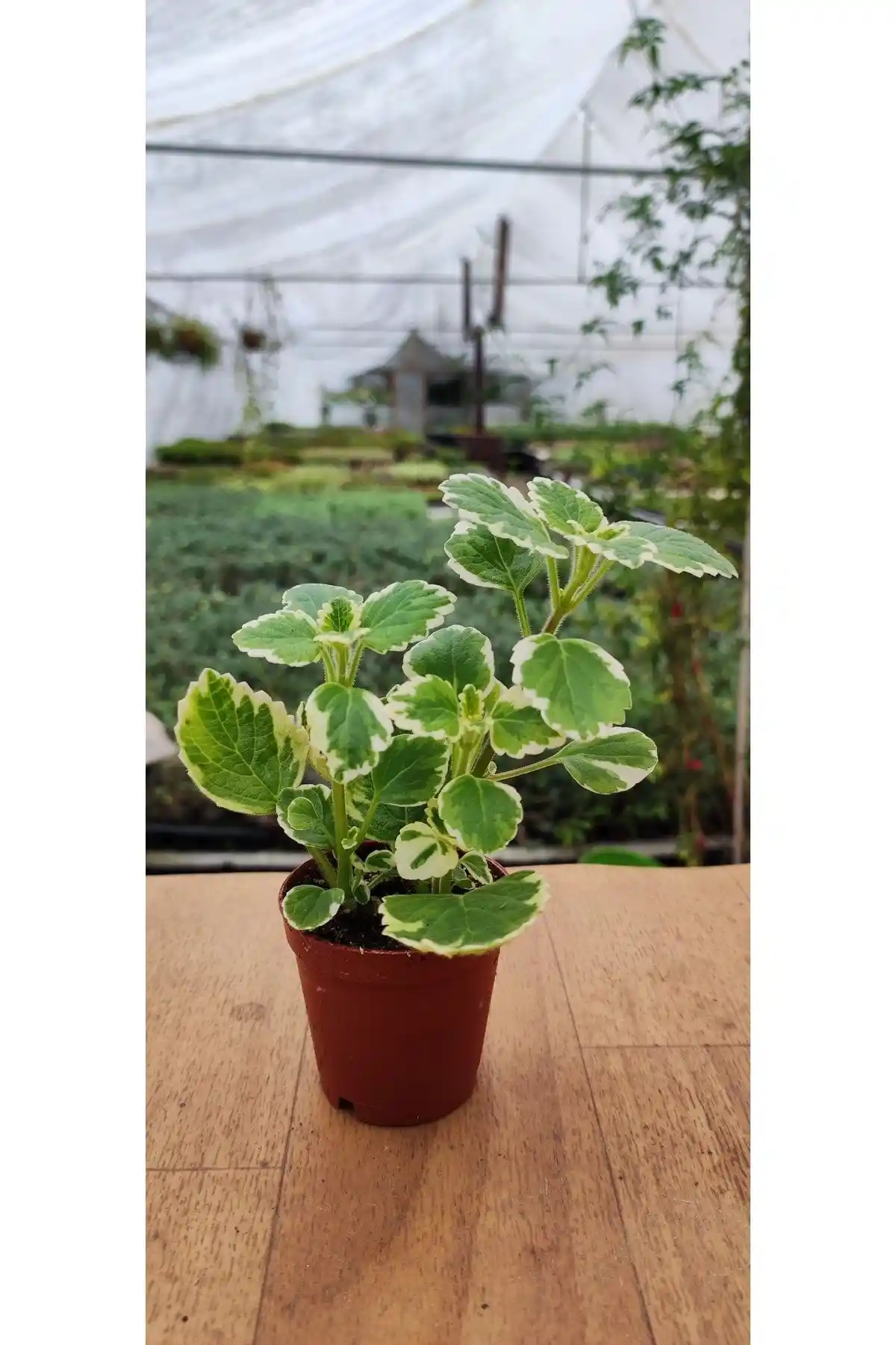 Ravza Çiçekçilik Plectranthus Coleoides: İç Mekanlar İçin Güzel Kokulu ve Sağlam Bitki