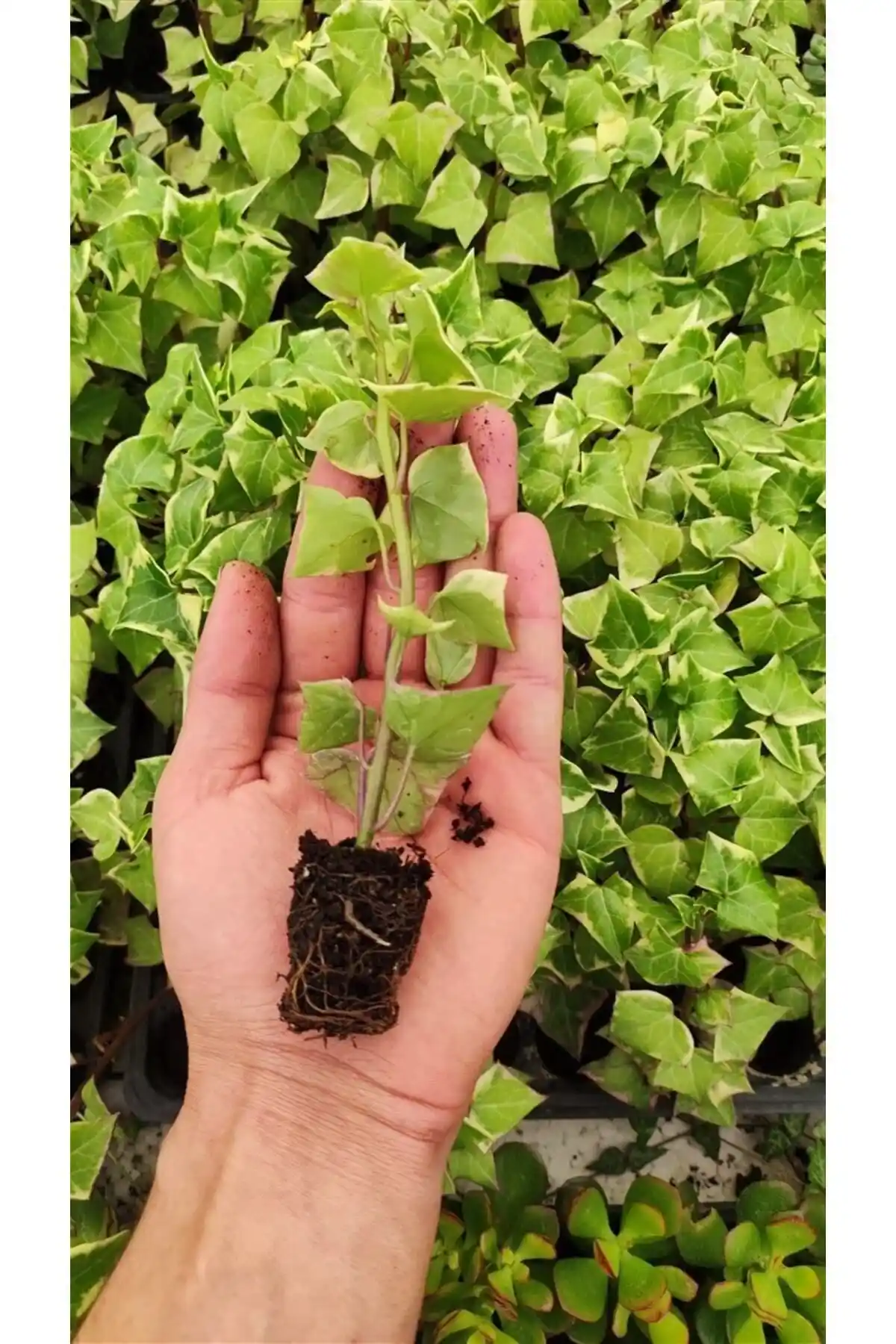 Senecio Macroglossus İç Mekan Bitkisi Fidesi - Sağlıklı ve Kolay Bakımlı Dekoratif Bitki