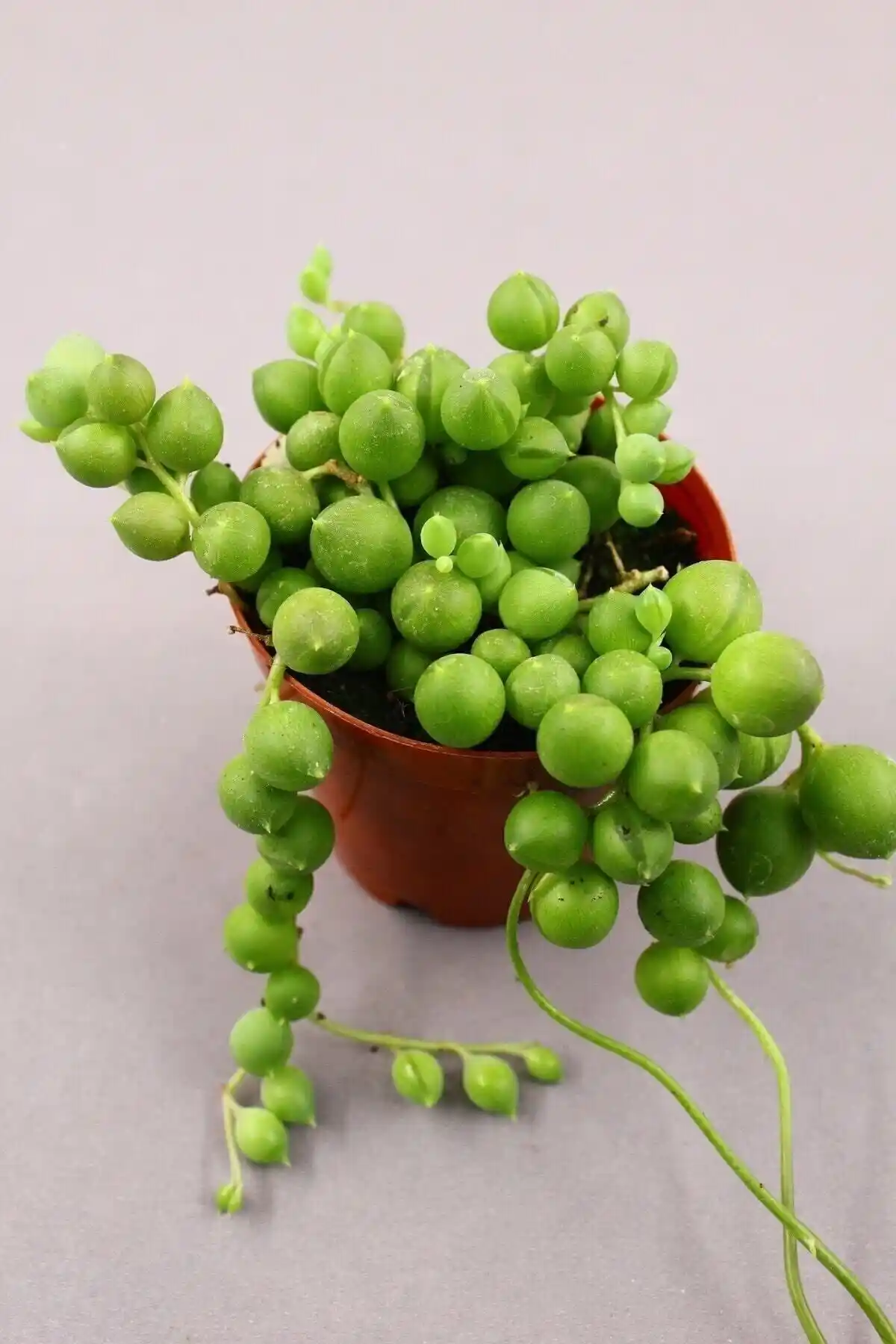 Senecio Rowleyanus Tesbih Çiçeği: Doğal Dekorasyon ve Bakım İpuçları