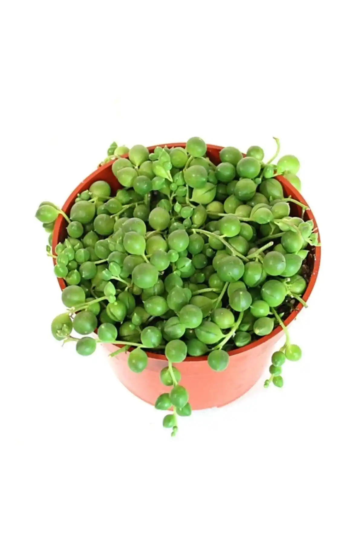 Senecio Rowleyanus Tesbih Çiçeği: İç Mekanlar İçin Şık ve Kolay Bakımlı Bitki Seçenekleri