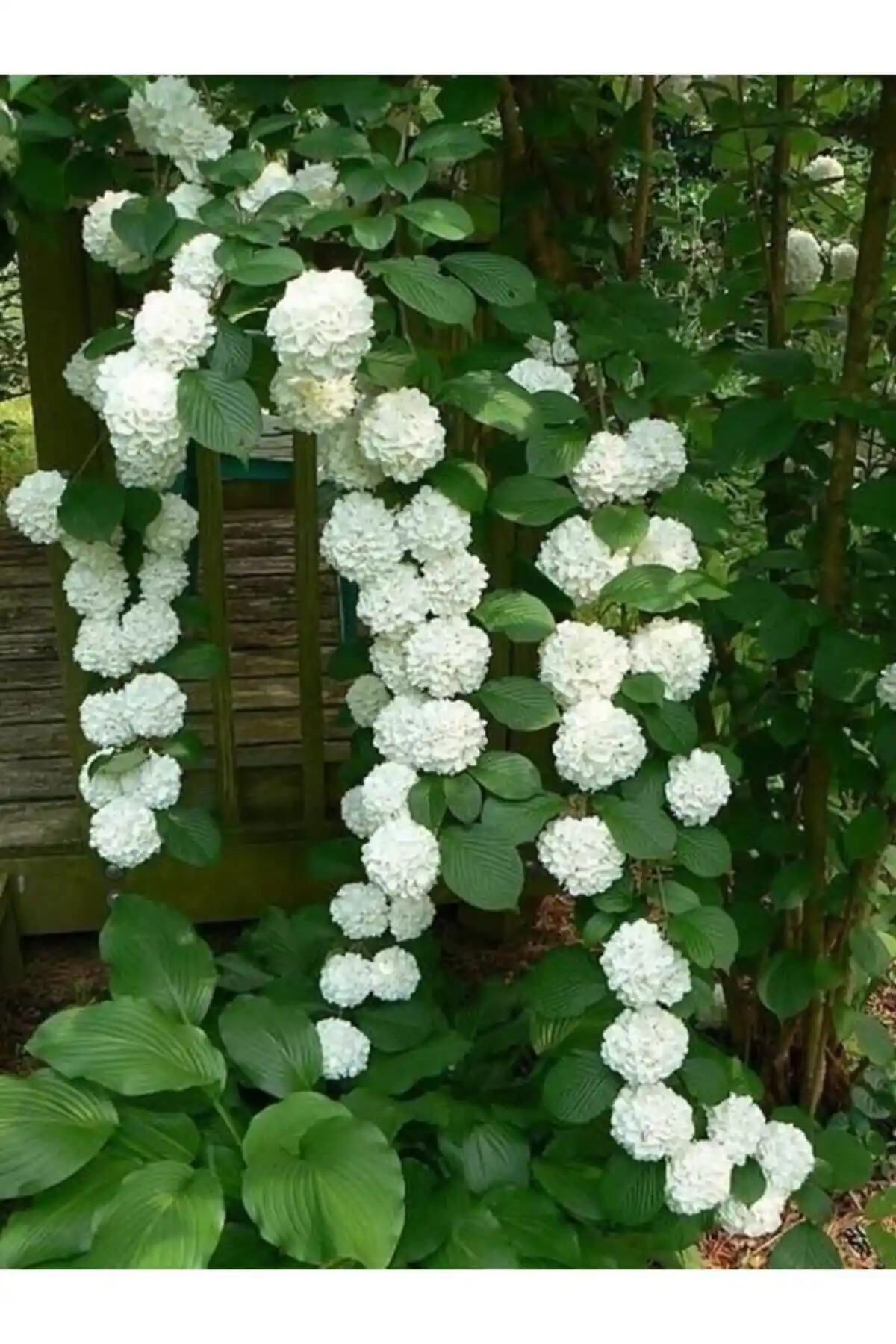 Snowball Çiçek Tohumu: Bahçenize ve Saksınıza Dekoratif Güzellik Katın