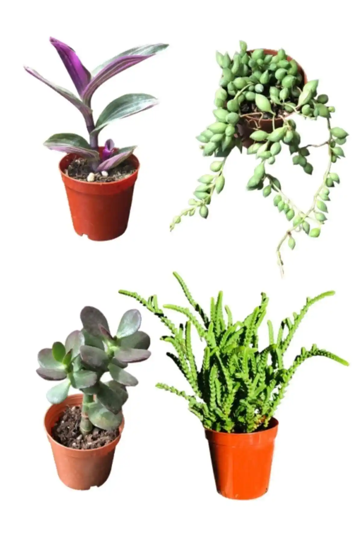 SOcactus Prenses Çamı ve Diğer Salon Bitkileri Hakkında Kapsamlı Bilgi ve Değerlendirmeler