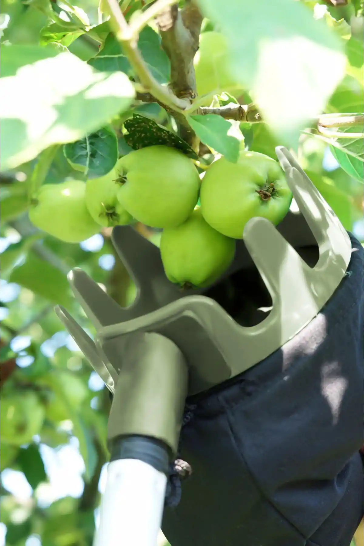 Sosto Meyve Toplayıcı ile Bahçenizde Meyve Toplama İşlemlerini Kolaylaştırın