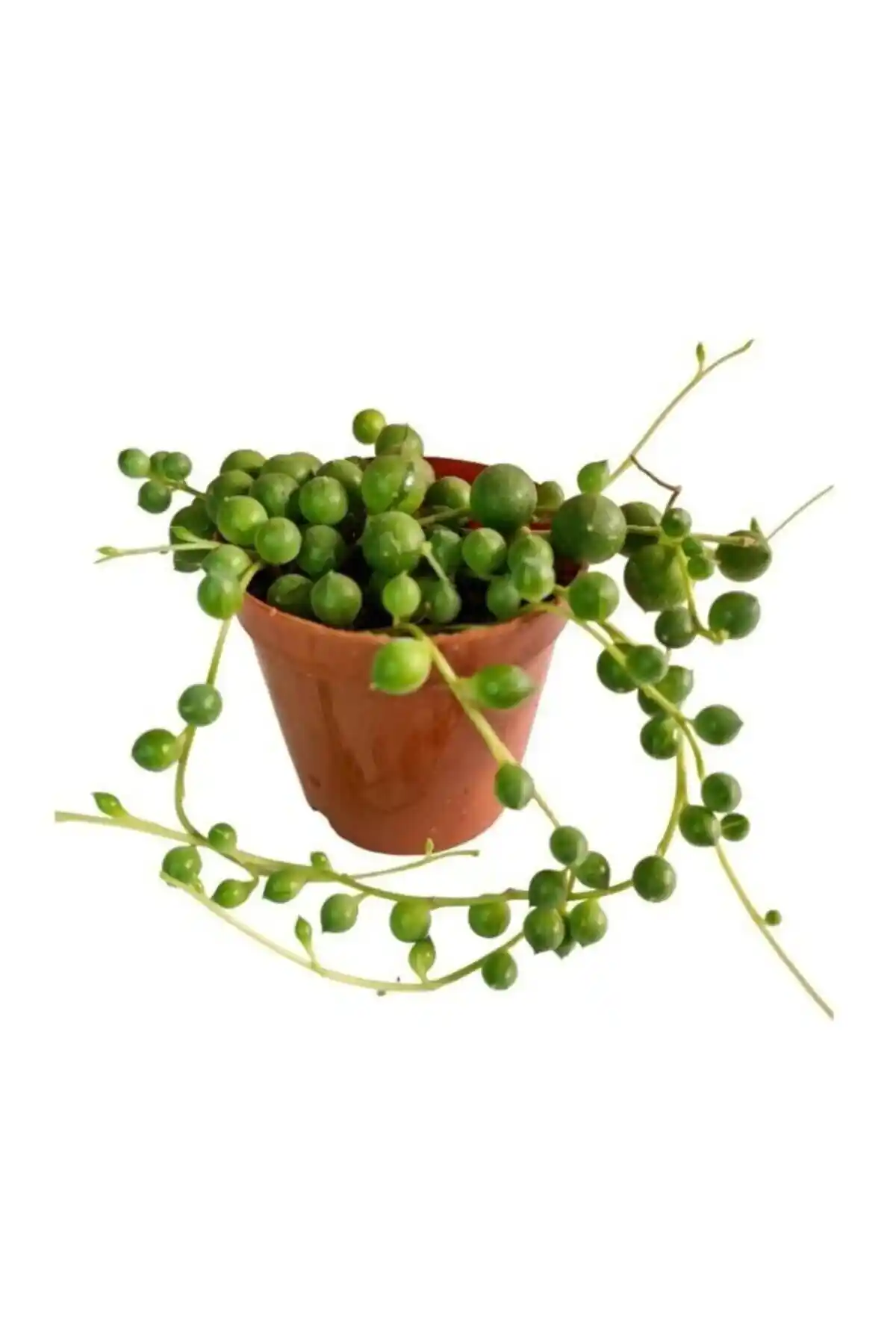 Sukulent Senecio Tesbih Çiçeği: Estetik ve Düşük Bakım Gerektiren Süs Bitkisi