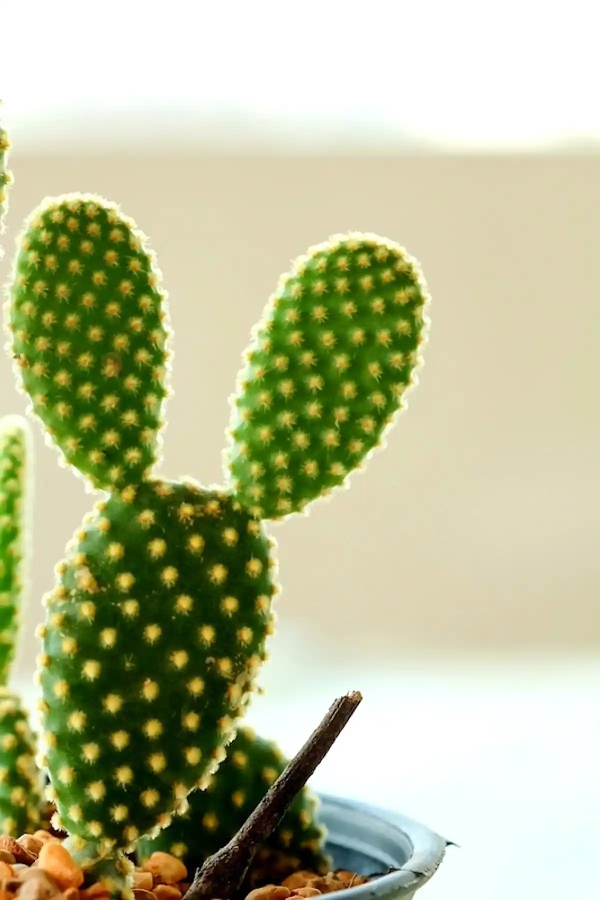 Tavşan Kulağı Kaktüs Bakımı ve Dekorasyon İpuçlarıyla Doğal Güzellik