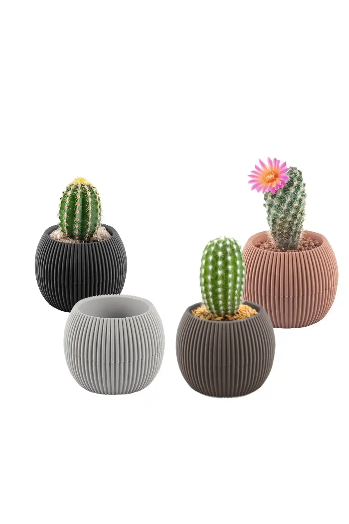 Temmuz Home 4'lü Mini Mercan Saksısı Seti Modern İç Mekan Dekorasyonu İçin İdeal