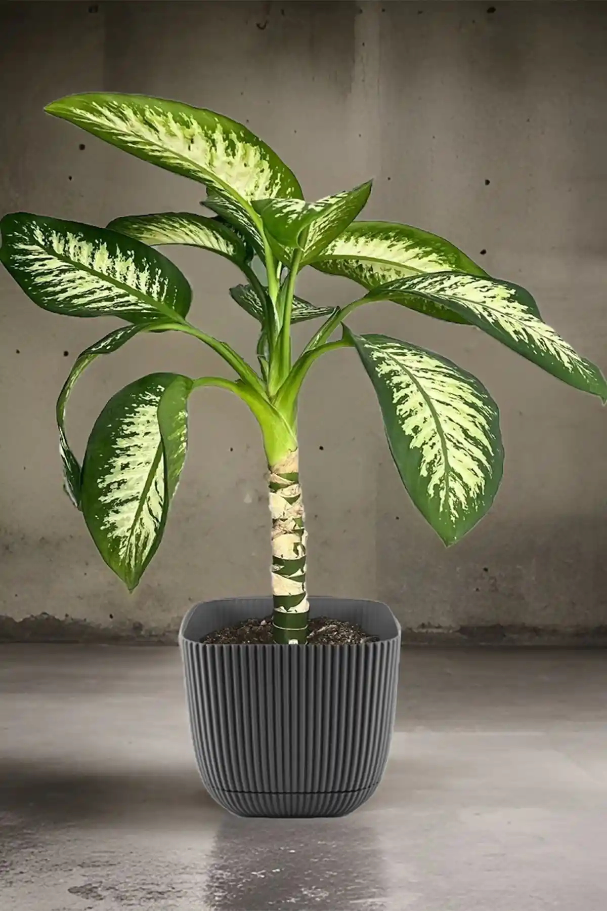 TEMMUZ HOME Büyük Boy Modern Sukulent ve Kaktüs Saksısı 4 Litre, Şık ve Dayanıklı Tasarım