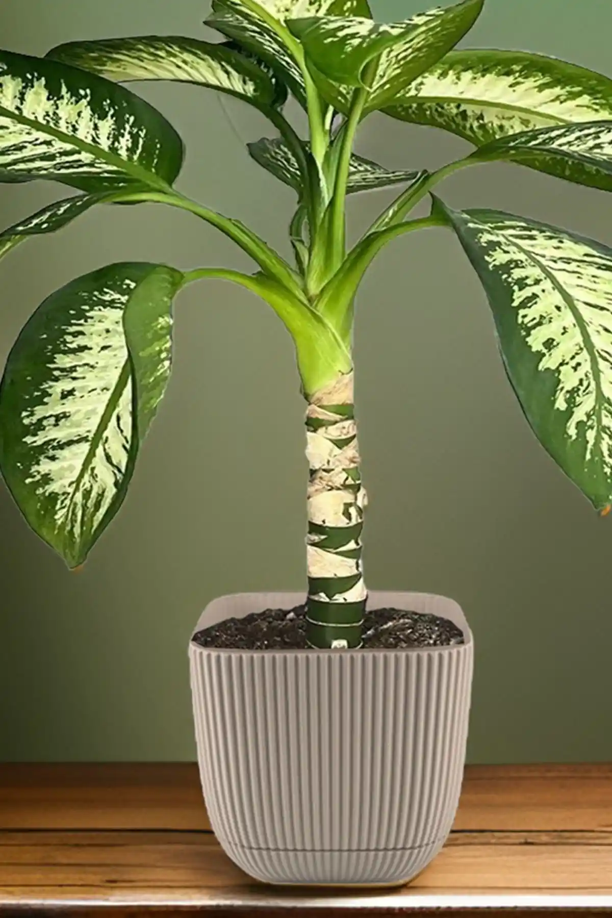 TEMMUZ HOME Modern Sukulent ve Çiçek Saksısı 4 litrelik şık ve dayanıklı iç mekan dekorasyonu ürünü