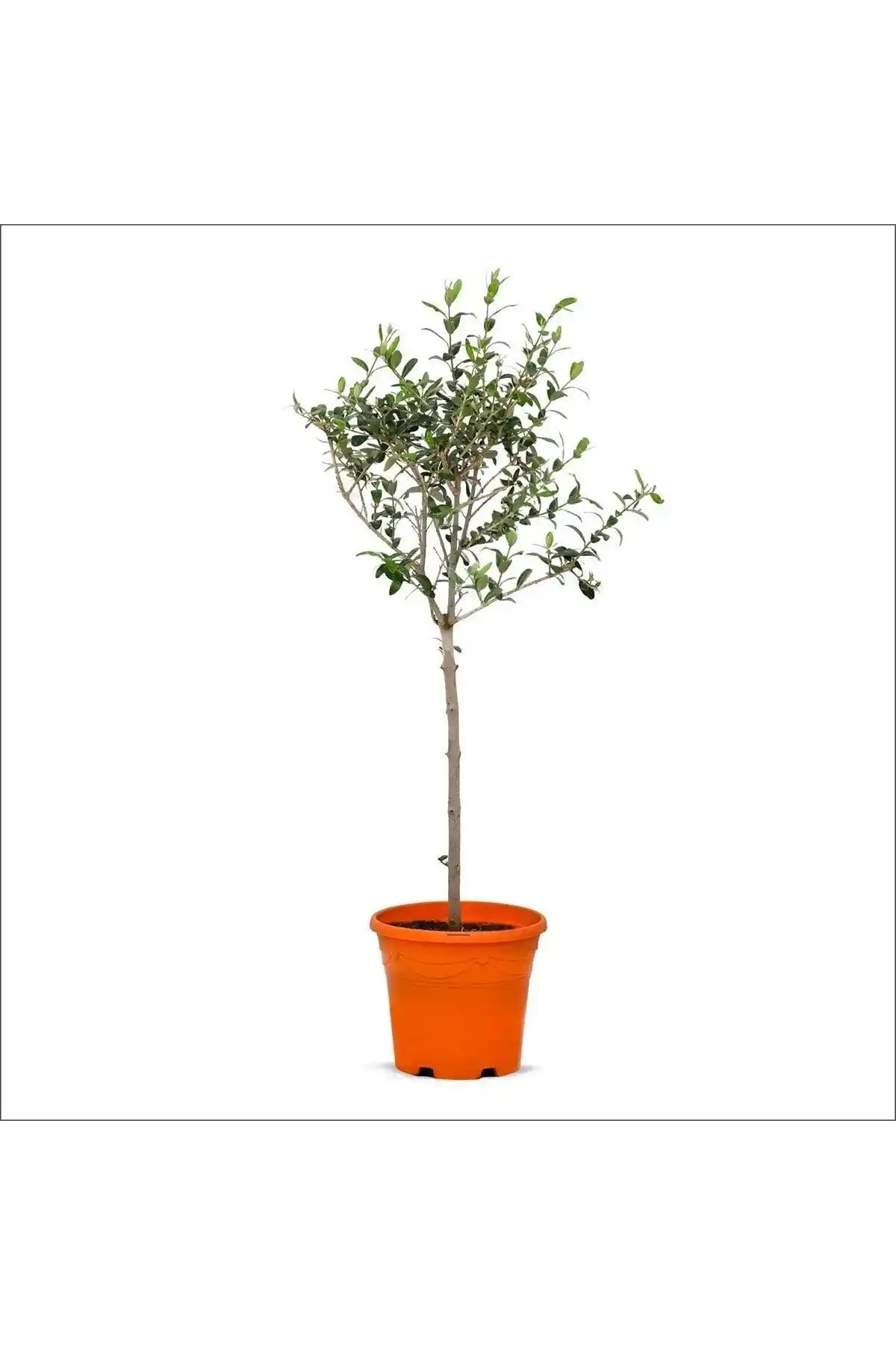 Tijli Zeytin Ağacı 80-100 cm Bahçe ve Peyzaj İçin Dayanıklı ve Estetik Bitki