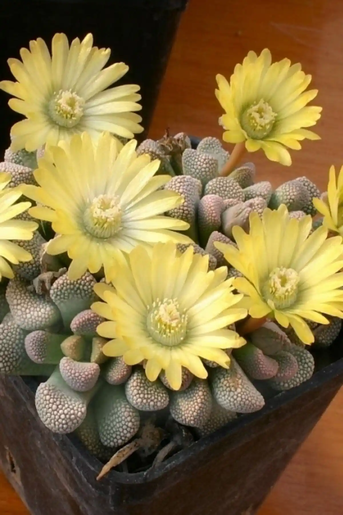 Titanopsia Primosii Sukulentinin Özellikleri ve Bakım İpuçlarıyla Koleksiyonunuza Katın