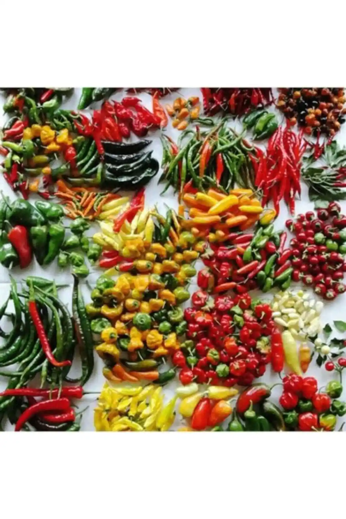 Tohum Dünyam 50 Çeşit Acı Biber Tohumu Paketi - Baharatlı Tarifler ve Yetiştirme İpuçları