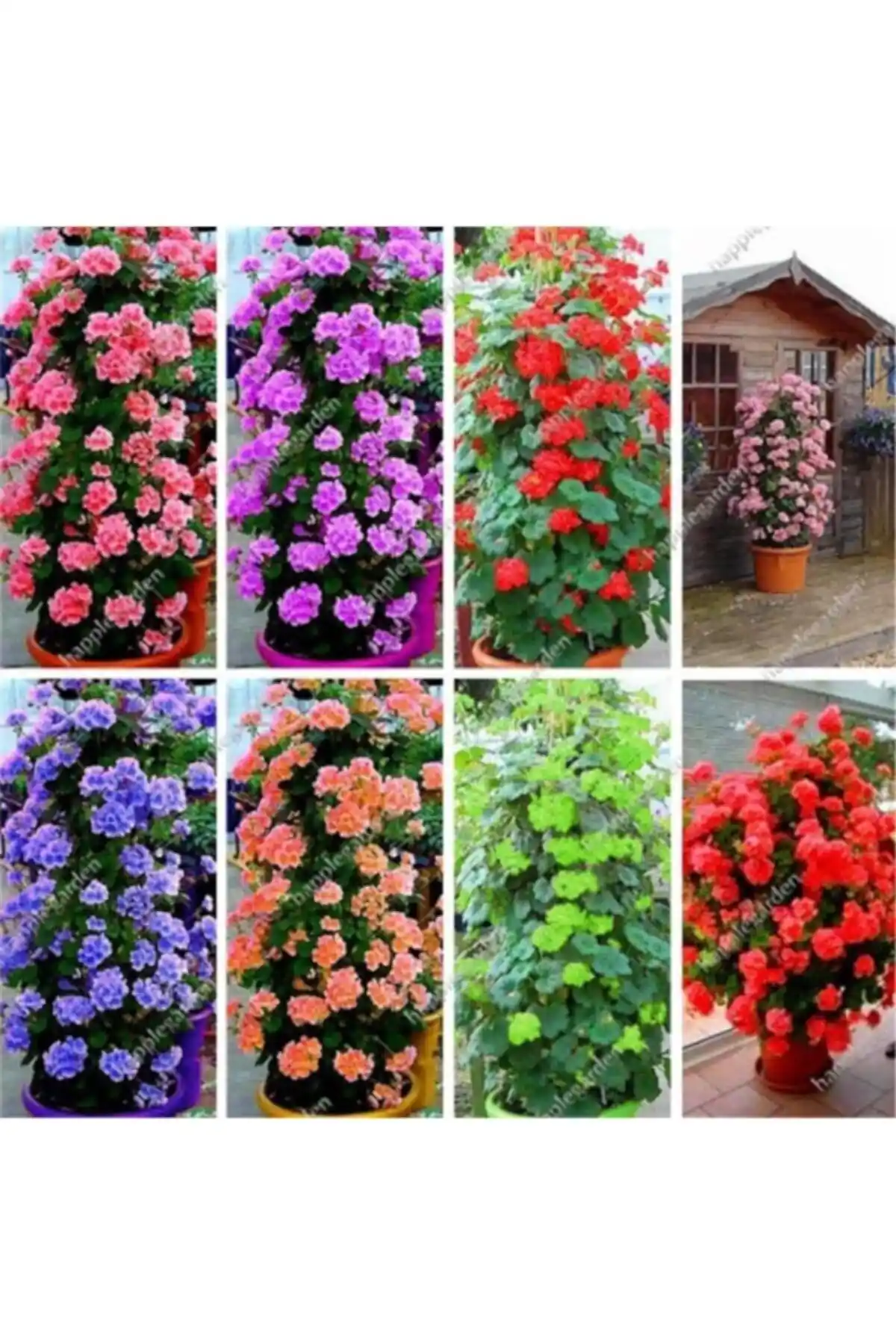 Tohum Dünyam 8 Renk Sarmaşık Sardunya Tohumu Çok Renkli ve Kolay Yetiştirilebilir