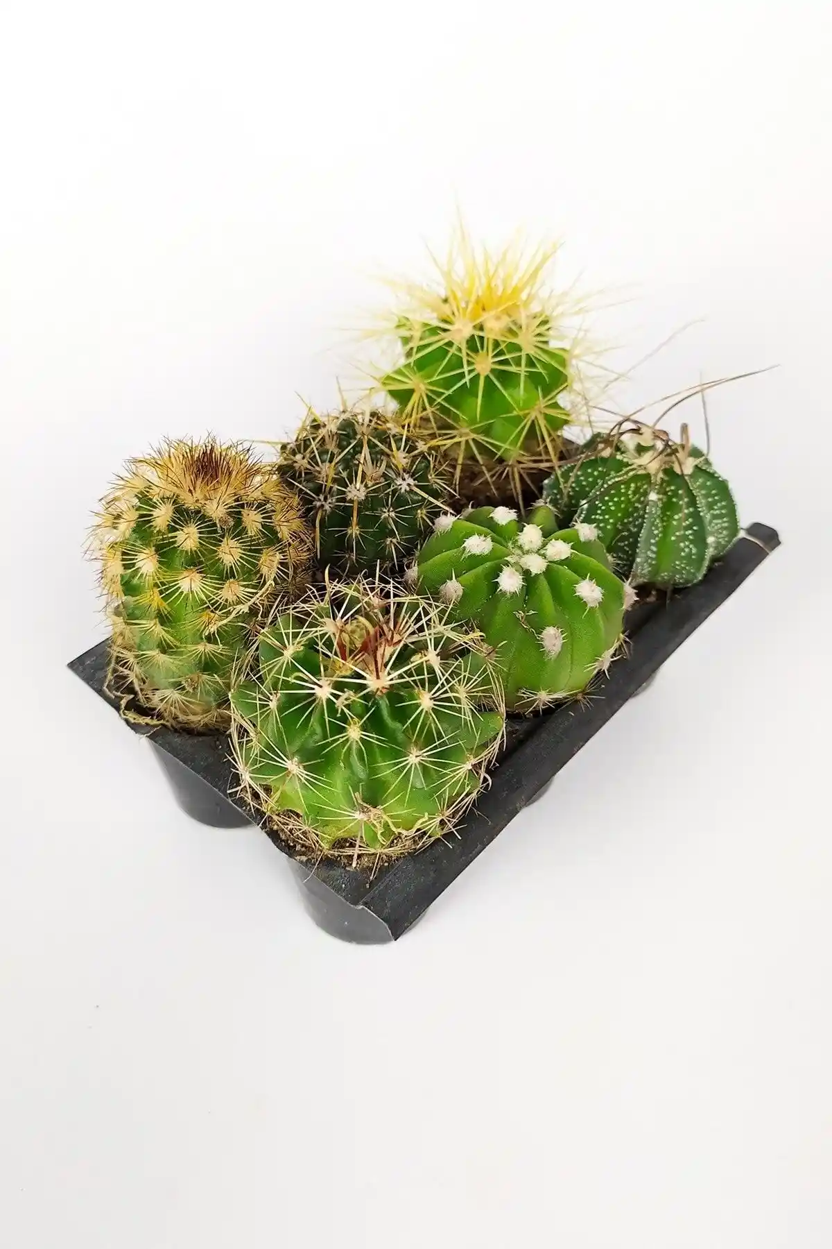 Toptan 6'lı Mini Kaktüs Seti Doğal ve Şık Ev Dekorasyonu İçin Uygun Bir Seçenek