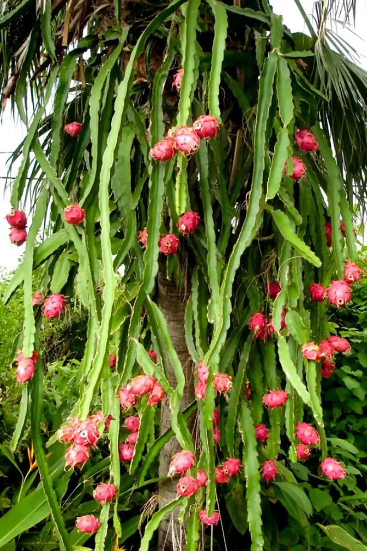 Toptan Ejder Meyvesi Ağacı Fidanı: Doğal ve Egzotik Peyzaj Çözümü