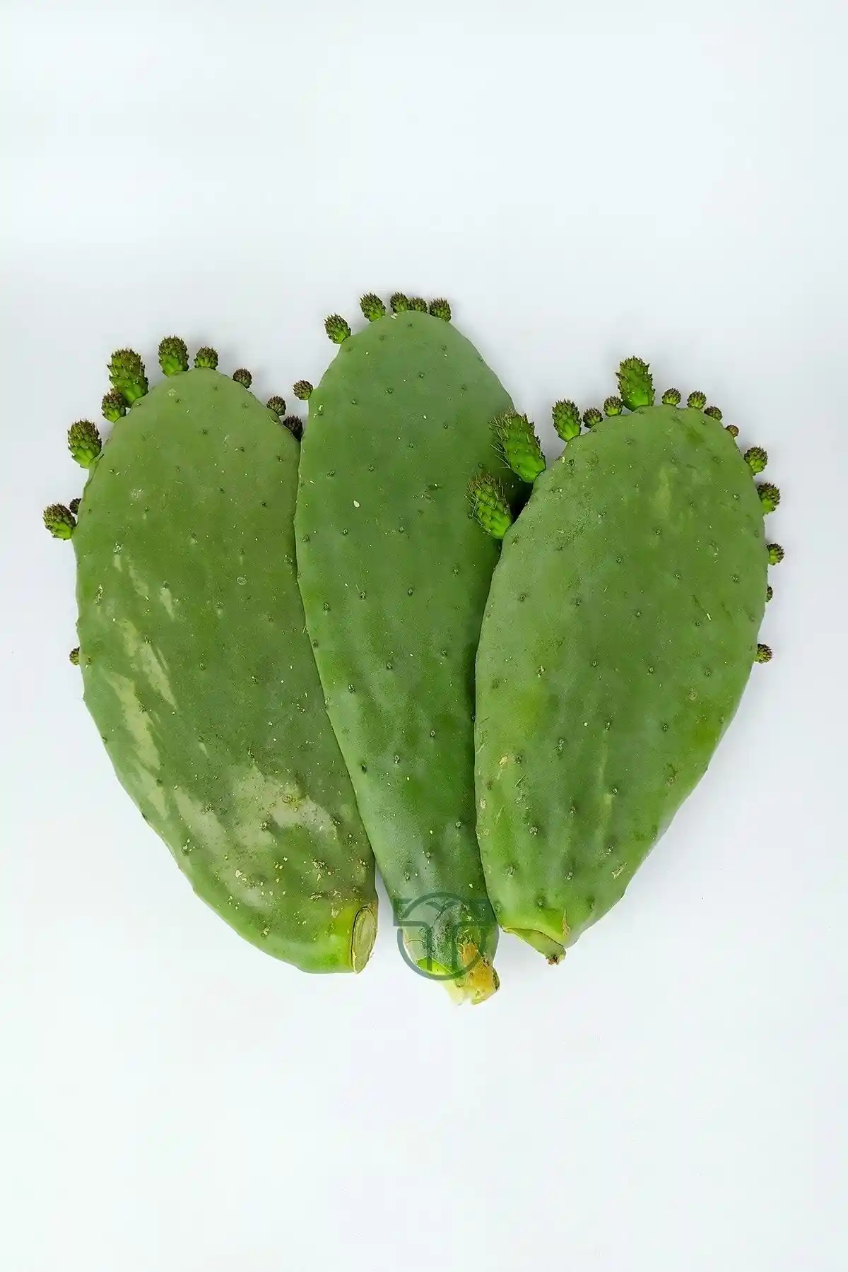 Toptan Kaktüs Dikenli İncir: Dayanıklı ve Estetik İç Mekan Dekoratif Bitki Seçeneği