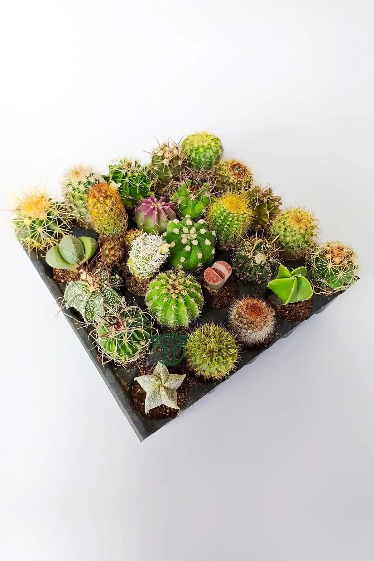 Toptan Kaktüs Yıldızlar Geçidi: Estetik ve Düşük Bakımlı Bitki Koleksiyonu