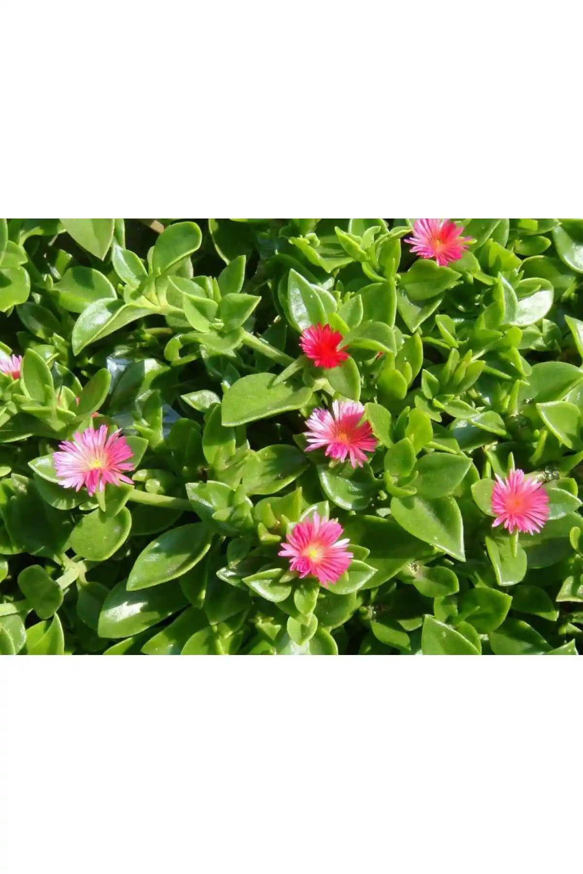 Tunç Botanik Buz Çiçeği: Dayanıklı ve Estetik Mezarlık Bitkisi Seçenekleri