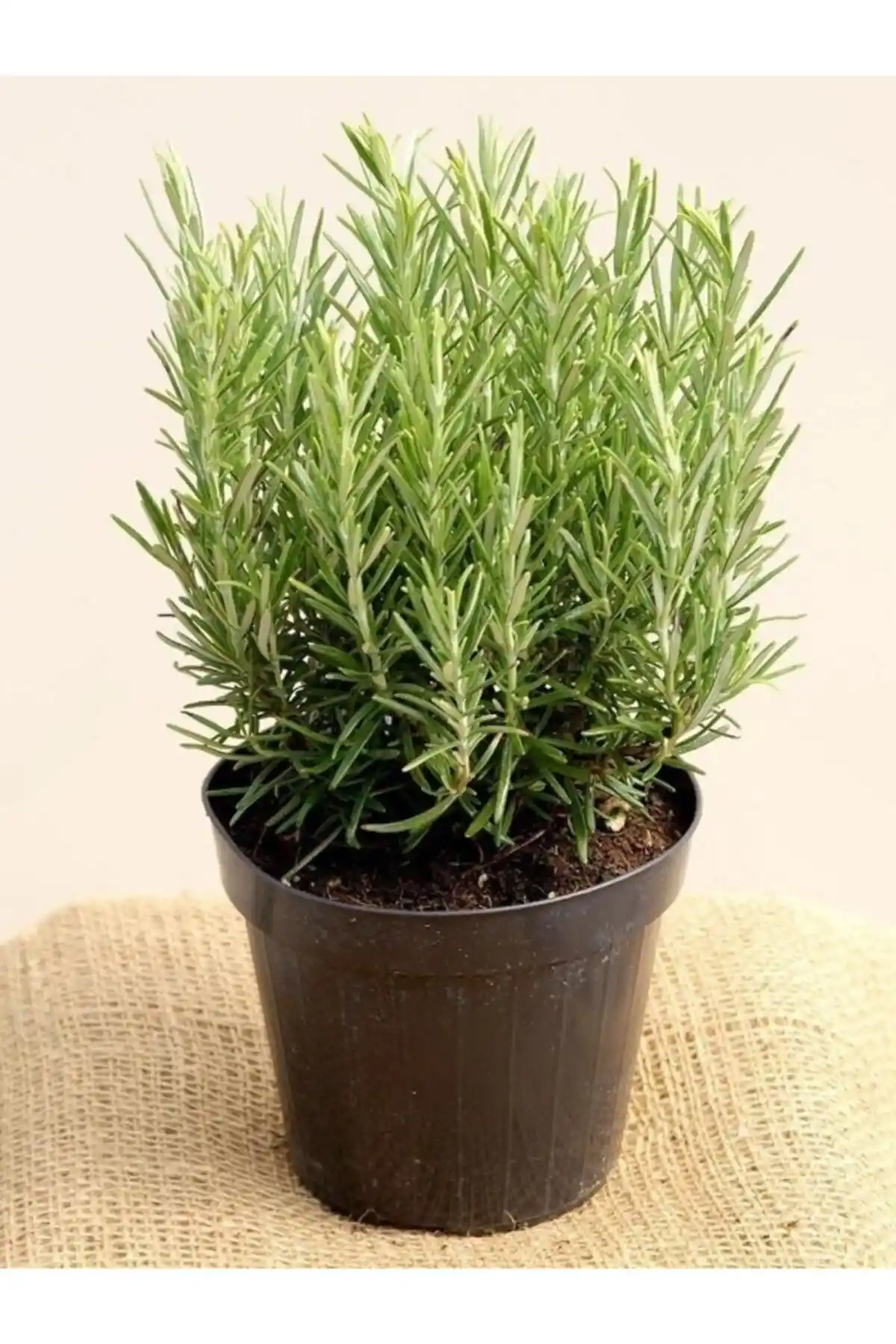 Ucuzluk Diyarı Biberiye Fidanı: Doğal Güç ve Estetik İçin Uygun Seçenek