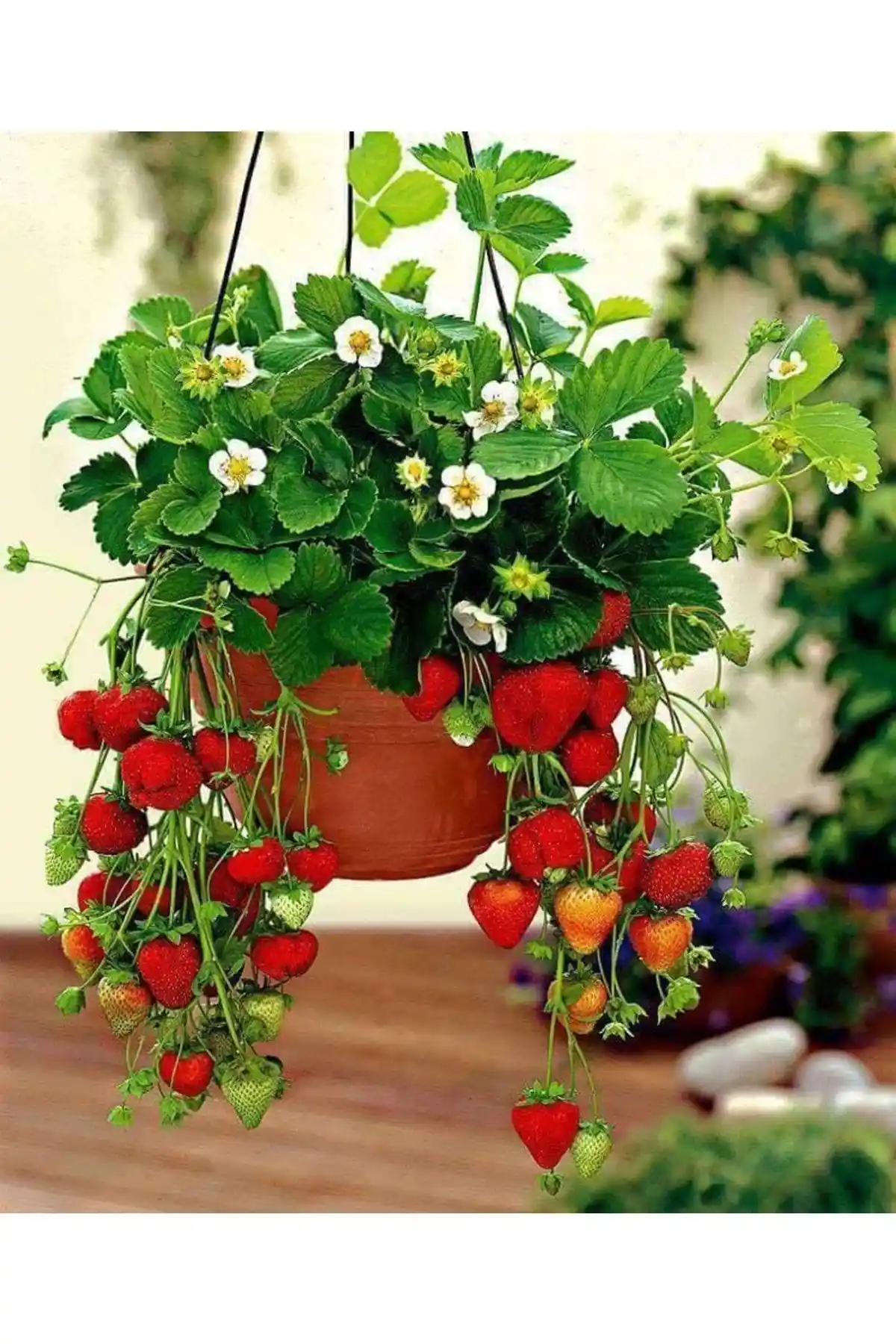 Ucuzluk Diyarı'nın Albion (Yediveren) Kokulu Çilek Fidanları Paket Analizi ve Özellikleri