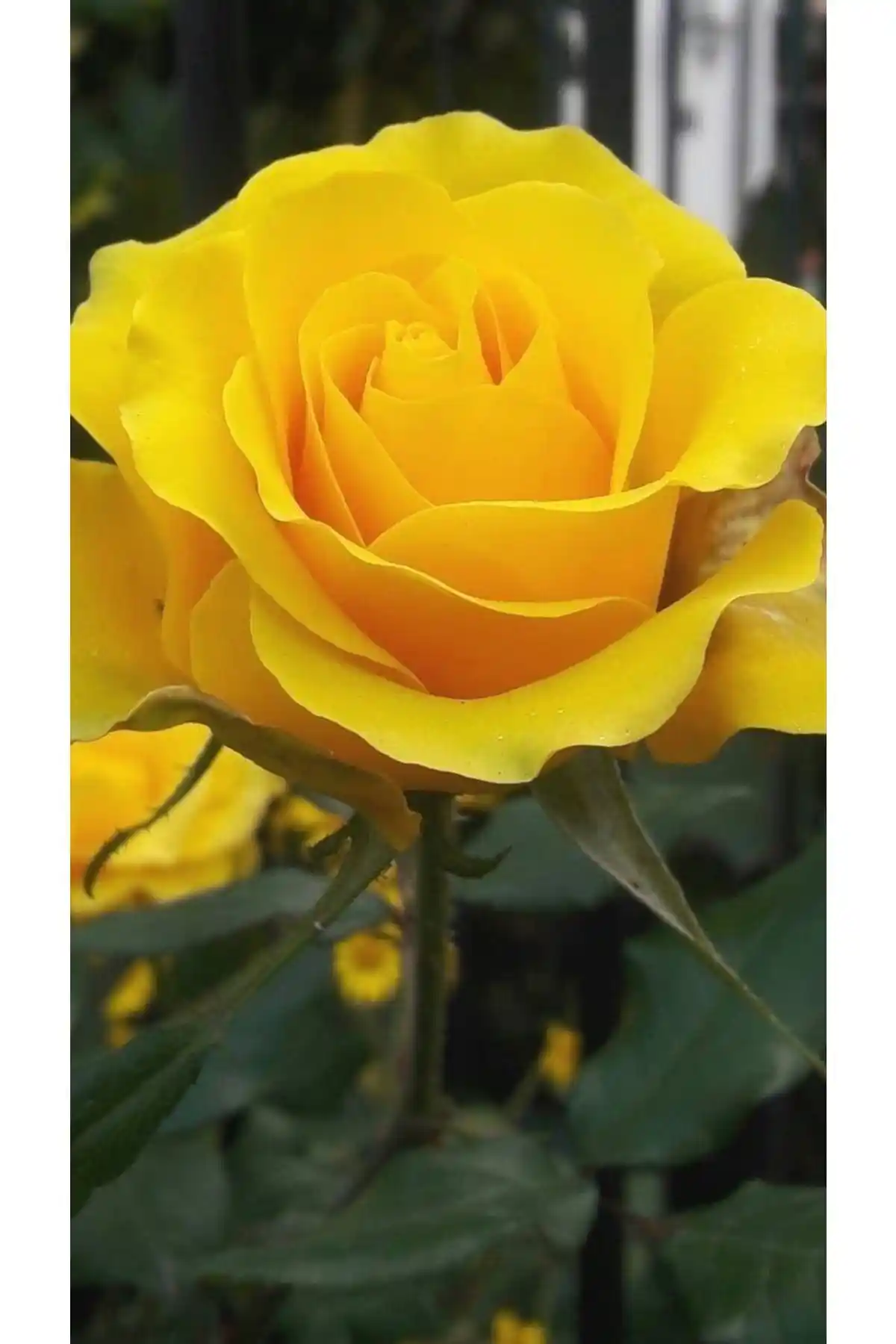 Ucuzluk Diyarı Sarı Gül Fidanı Açık Kök Kokulu Yediveren Bahçe Dekorasyonu İçin