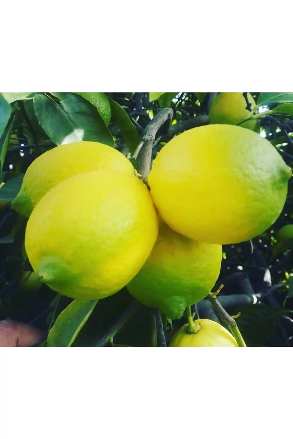 Uzunlar Fidancılık Meyveli Mayer Limon Fidanı ile Evde Doğal Limon Yetiştirmenin Yolları