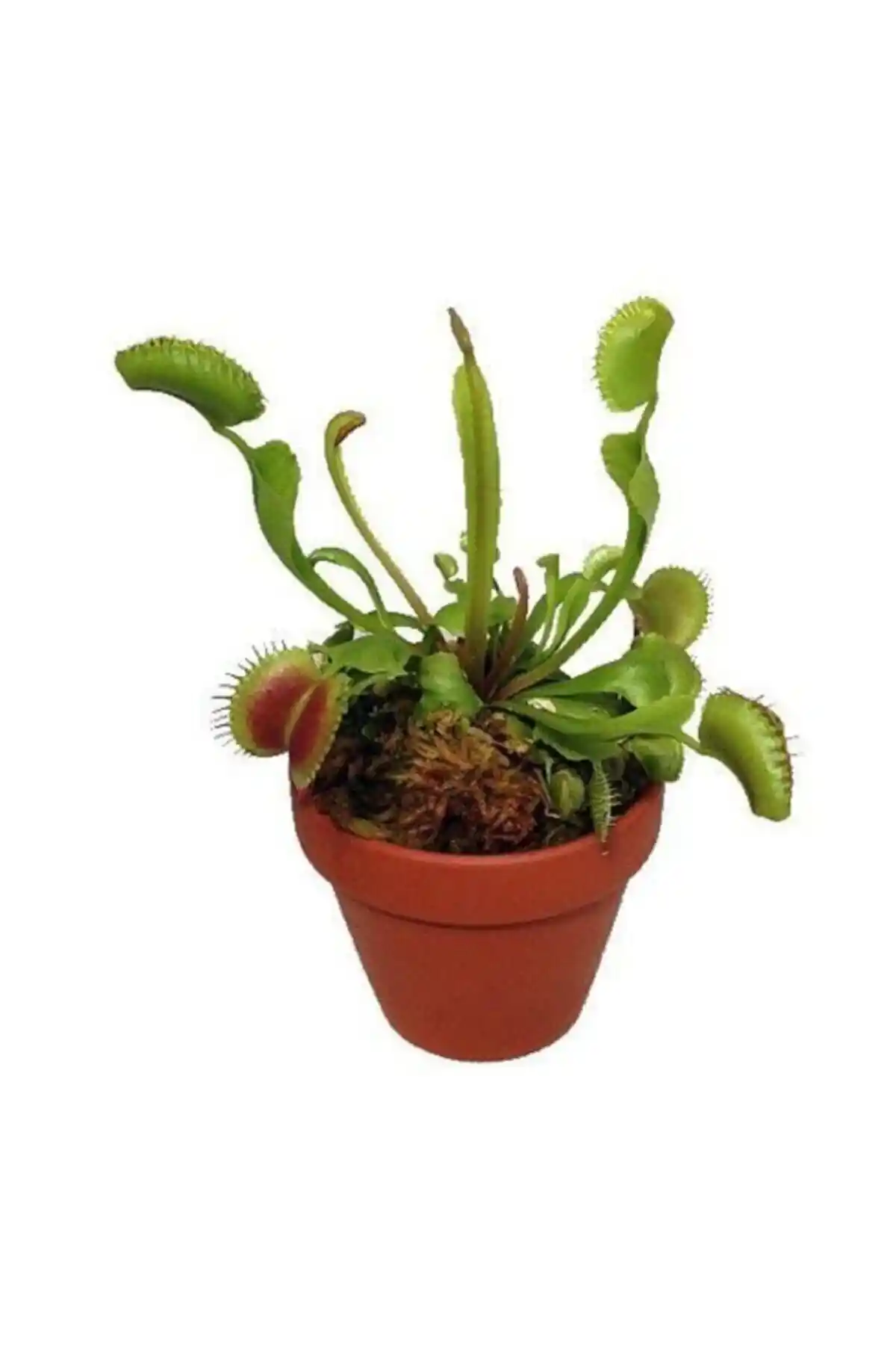 Venus Fly Trap Tohumu: Doğal ve İlginç Etçil Bitki Yetiştirme Rehberi
