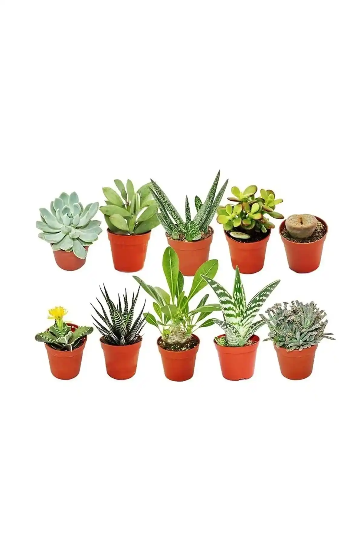 Wallstar Mini Sukulent Çeşitleri 10 Adet ile Doğal ve Şık Dekorasyon Çözümü