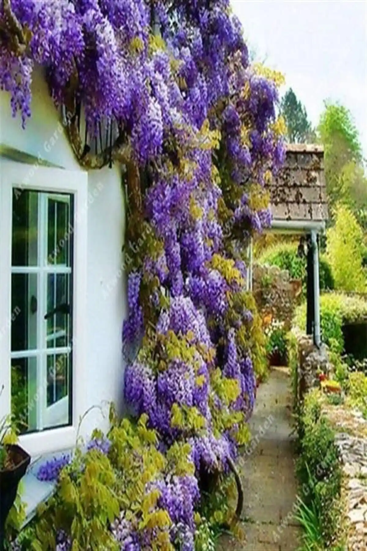Wisteria Sinensis Kokulu Mor Salkım Fidanı Bahçe Dekorasyonunda Estetik ve Dayanıklılık