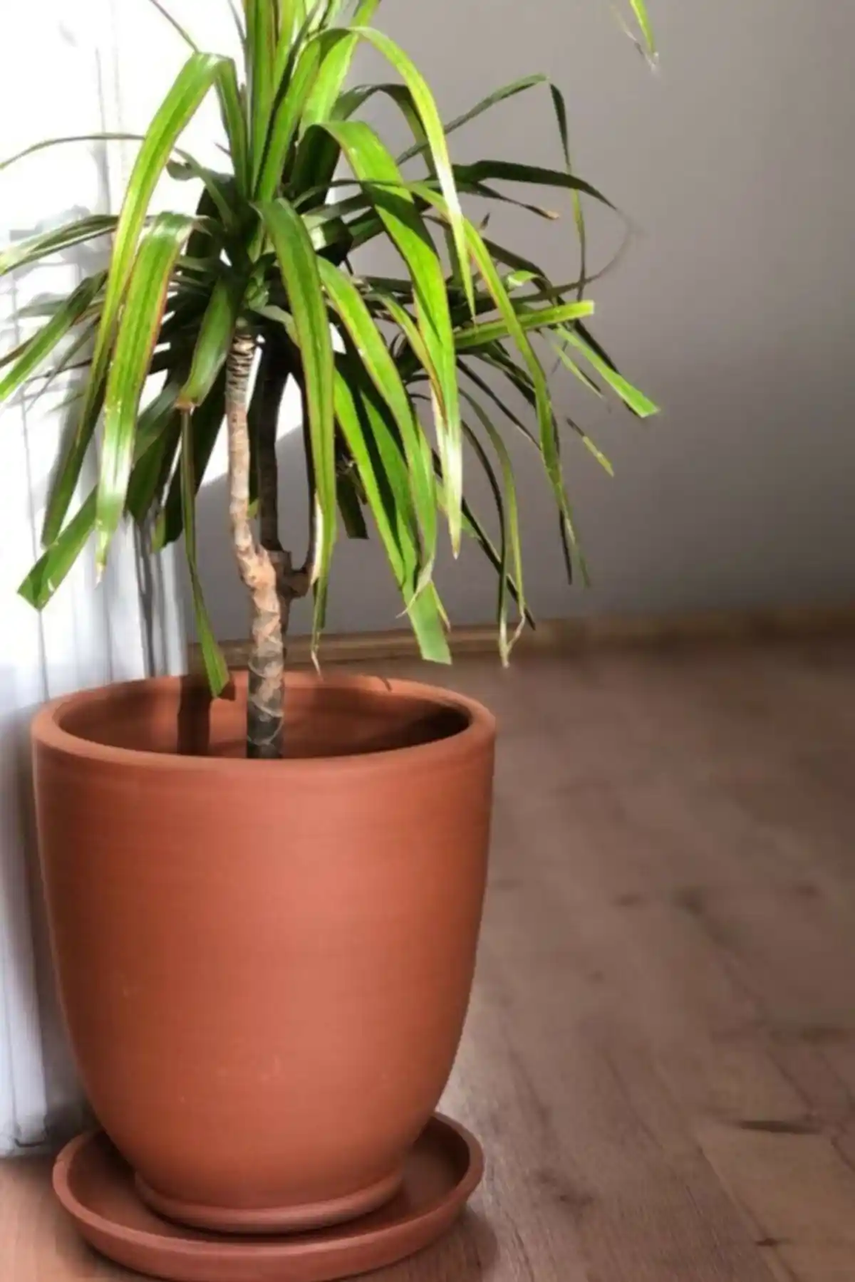 Woosen Büyük Boy Doğal Toprak Çömlek Saksı Dekoratif ve Dayanıklı Tasarım