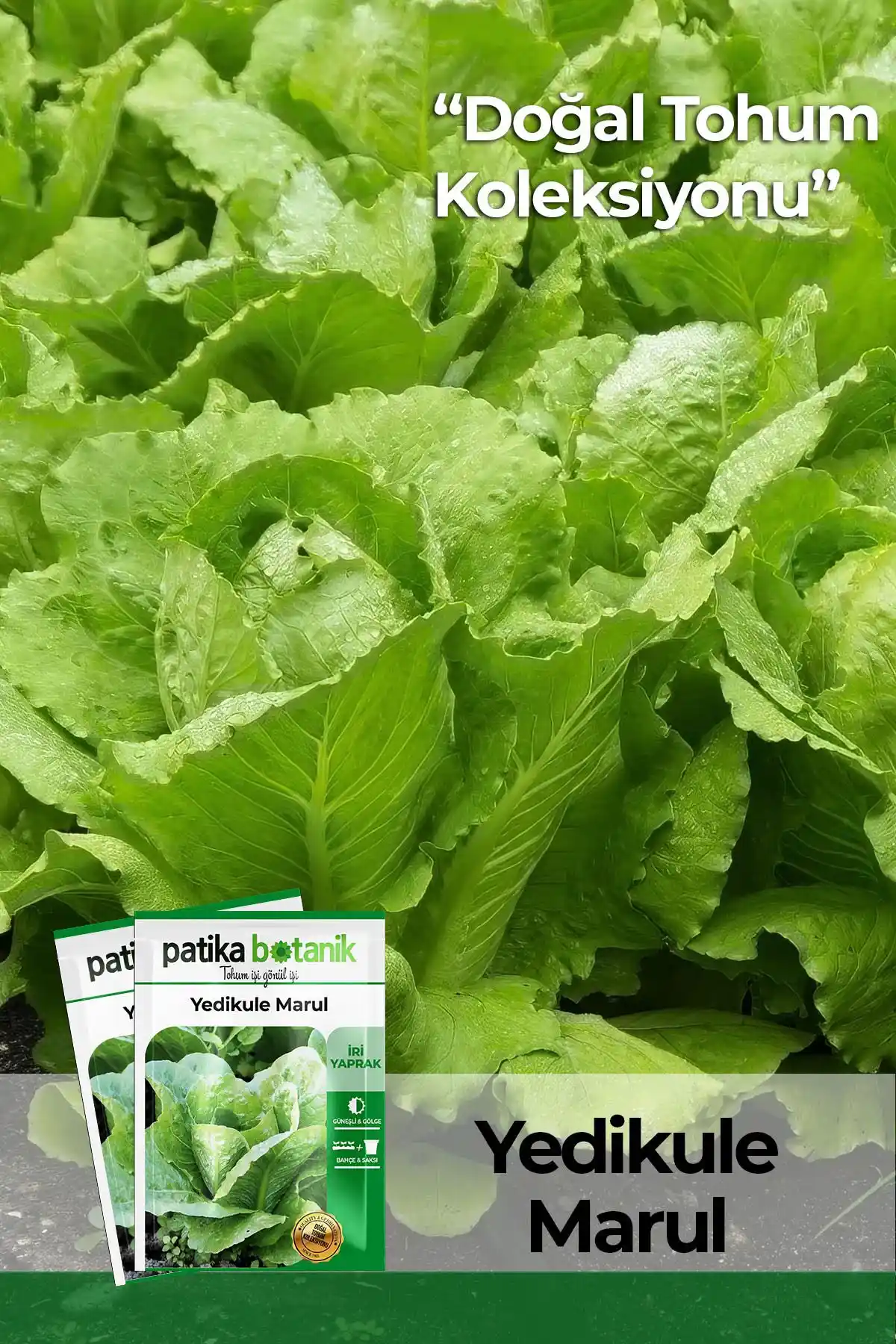 Yedikule Marul Tohumu 2000 Adet: Sağlıklı ve Verimli Yetiştirme Rehberi