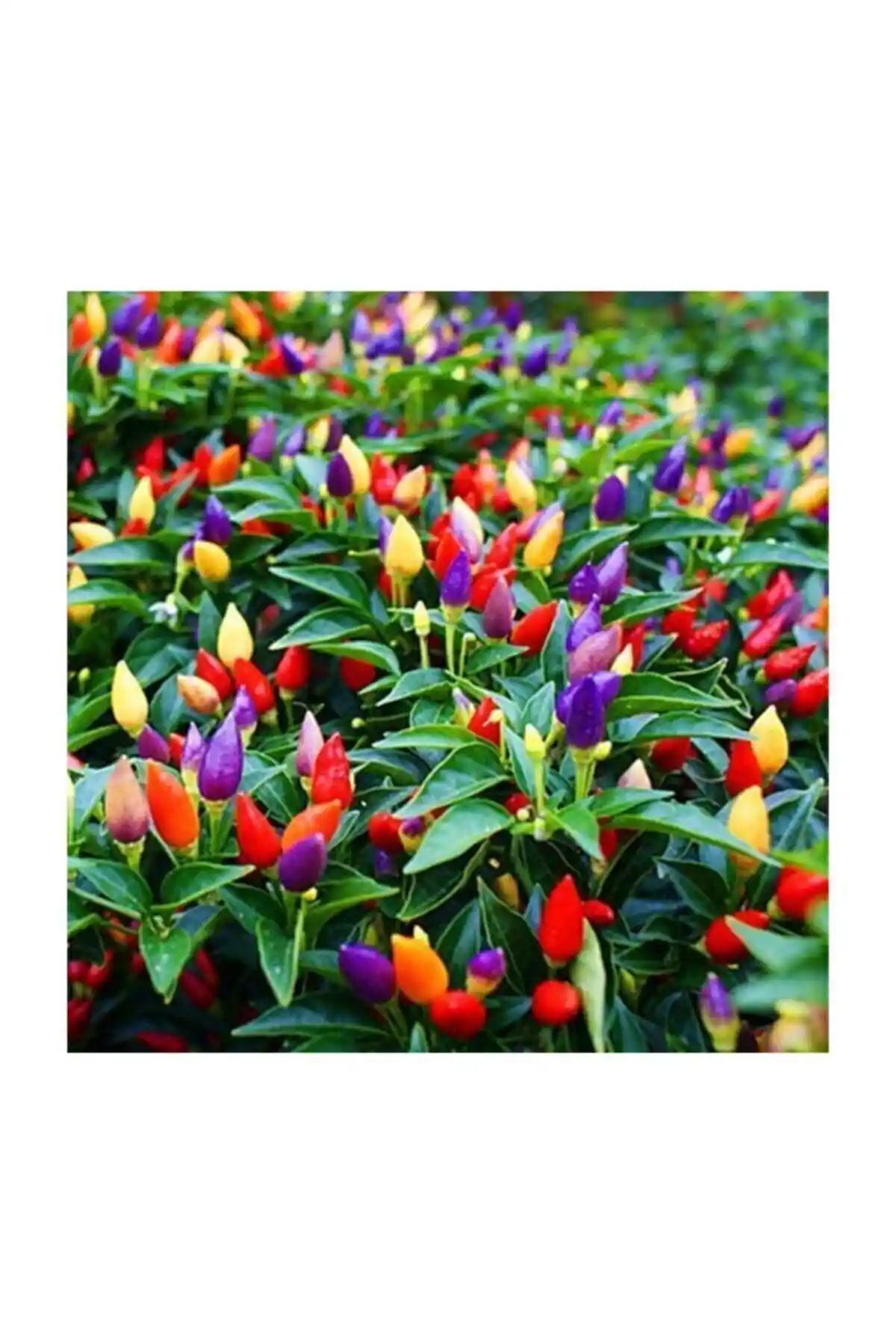 Yediveren Acı Süs Biberi Tohumu: Yüksek Çimlenme Oranlı ve Çok Amaçlı Bahçe Ürünü