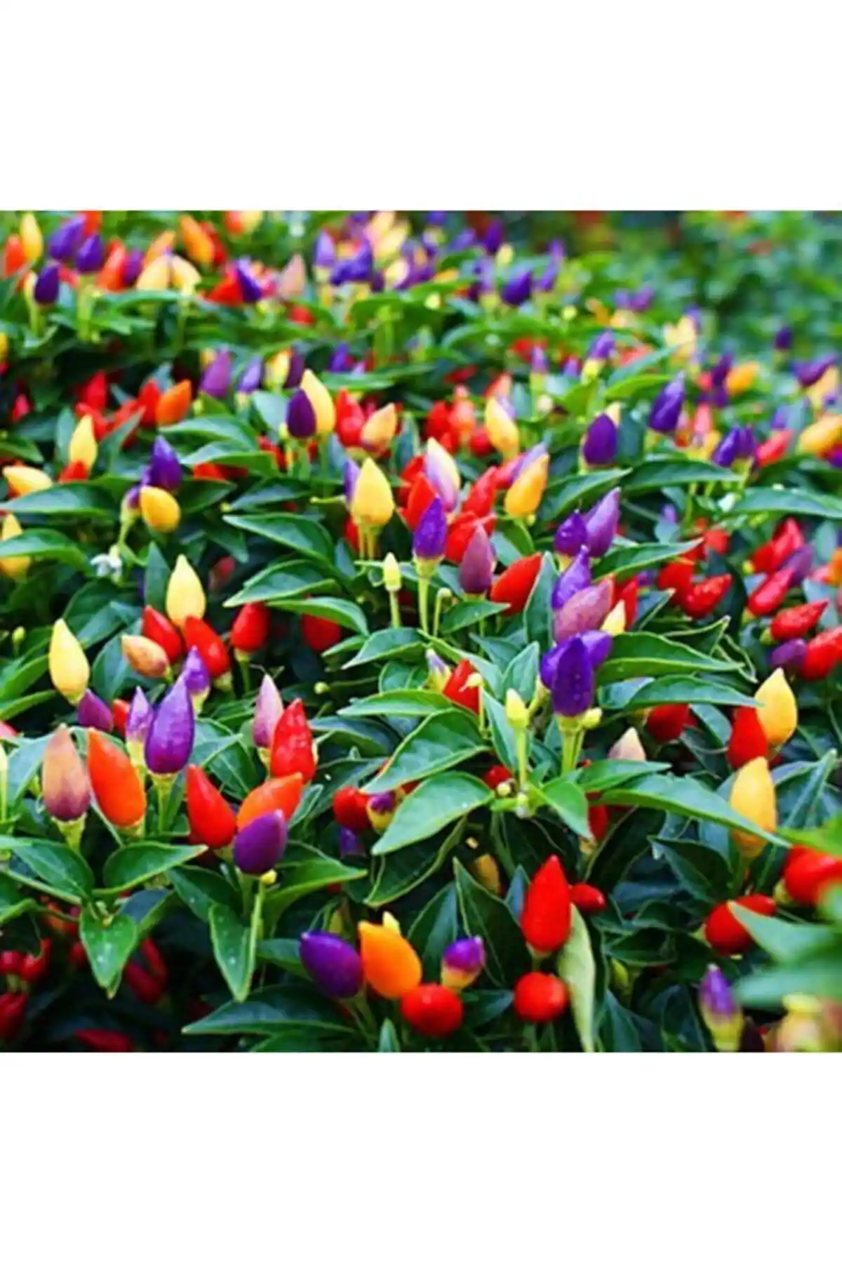 Yediveren Acı Süs Biberi Tohumu: Yüksek Verimli ve Dekoratif Sebze Yetiştiriciliği