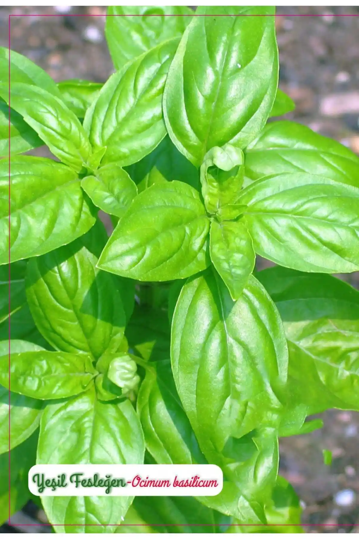 Yeşil Fesleğen Tohumu: Doğal ve Aromatik Bitki Yetiştiriciliği İçin Uygun Seçenek