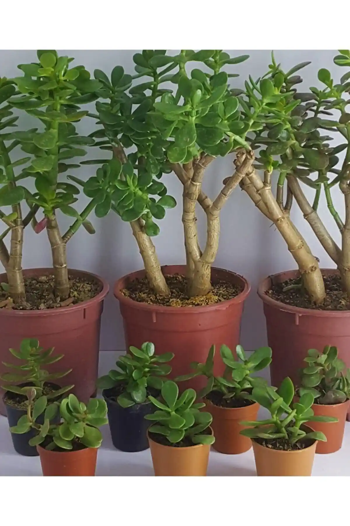 Yeşilimarket Para Ağacı Sukulentleri: Estetik ve Şans Getiren İç Mekan Bitkileri