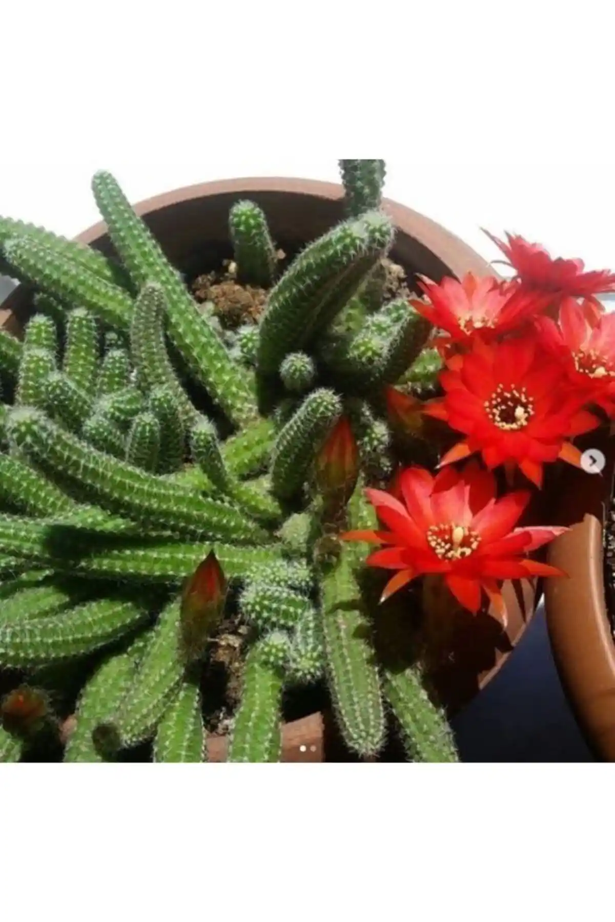 Yılan Kaktüs 5,5 cm Saksıda İç Mekan Dekorasyonu İçin Uygun ve Dayanıklı Bitki