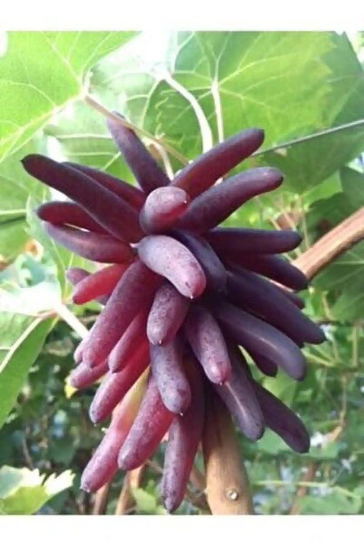 Yüksek Kaliteli Açık Kök Ca<dı> Parmak Üzüm Fidanı - Doğal ve Verimli Meyve Üretimi