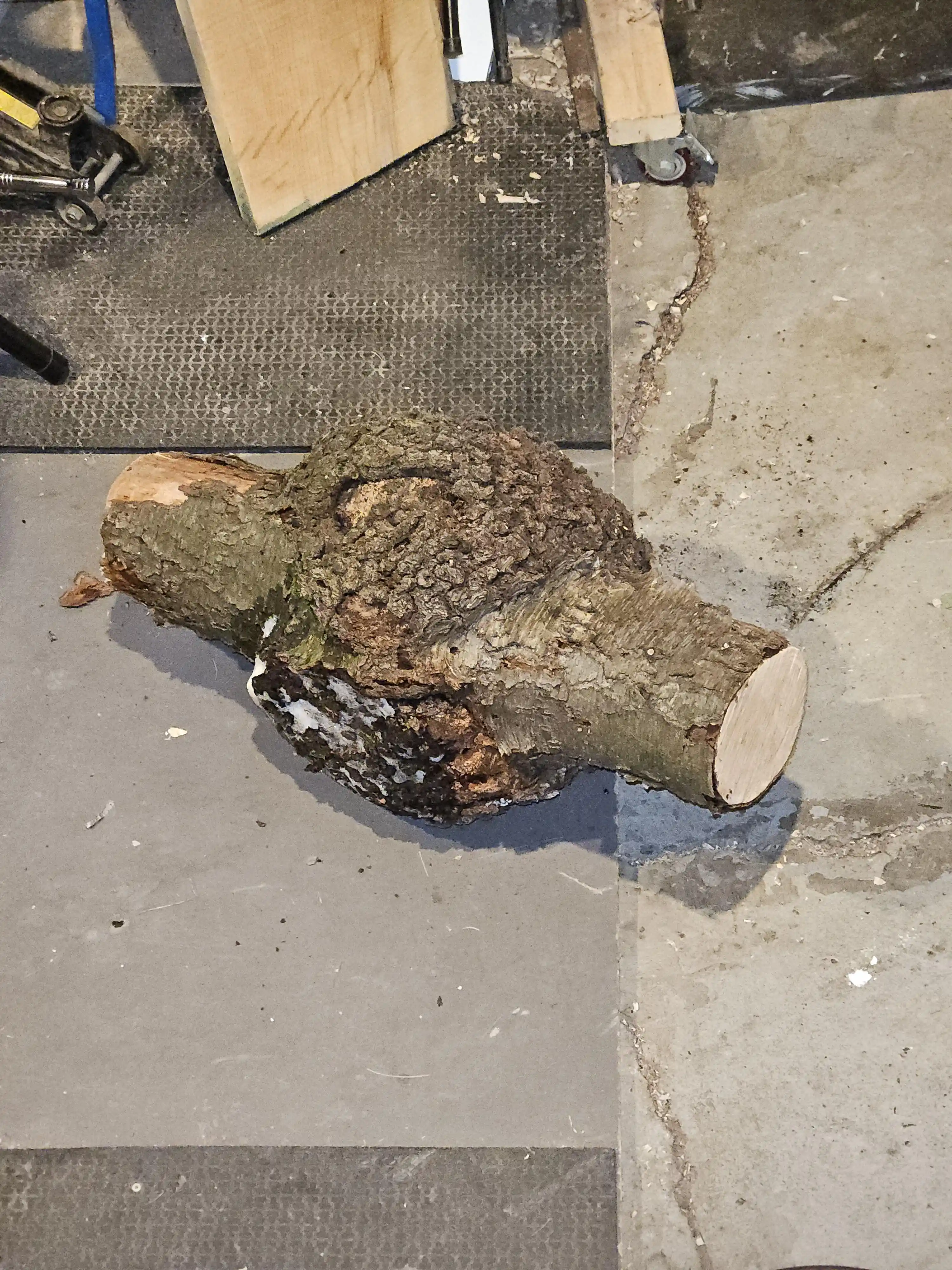 Maple Burl Ahşap İşleme Teknikleri ve Kesim Yöntemleri Üzerine Detaylı Rehber