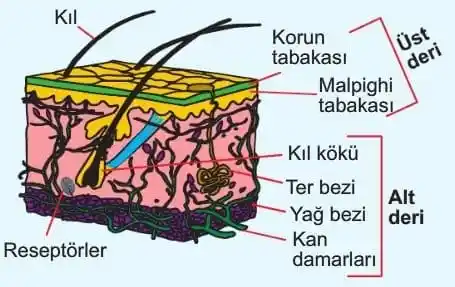 Tam Tahıl Deri Reclinır Kanepe Seçimi: Özellikler, Markalar ve Satın Alma İpuçları