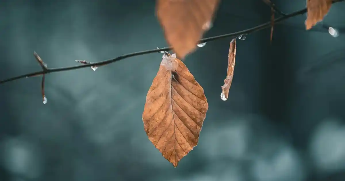 Bahçe Duvar Süsleri ile Peyzajda Estetik ve Fonksiyonellik Sağlama Rehberi