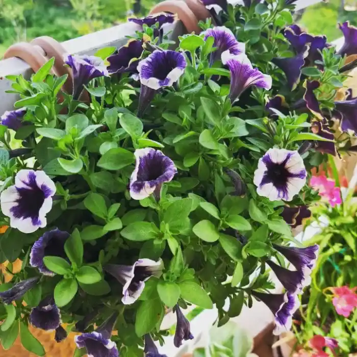 Balkon Dekorasyonunda Petunya Kullanımı ve Bakım İpuçları