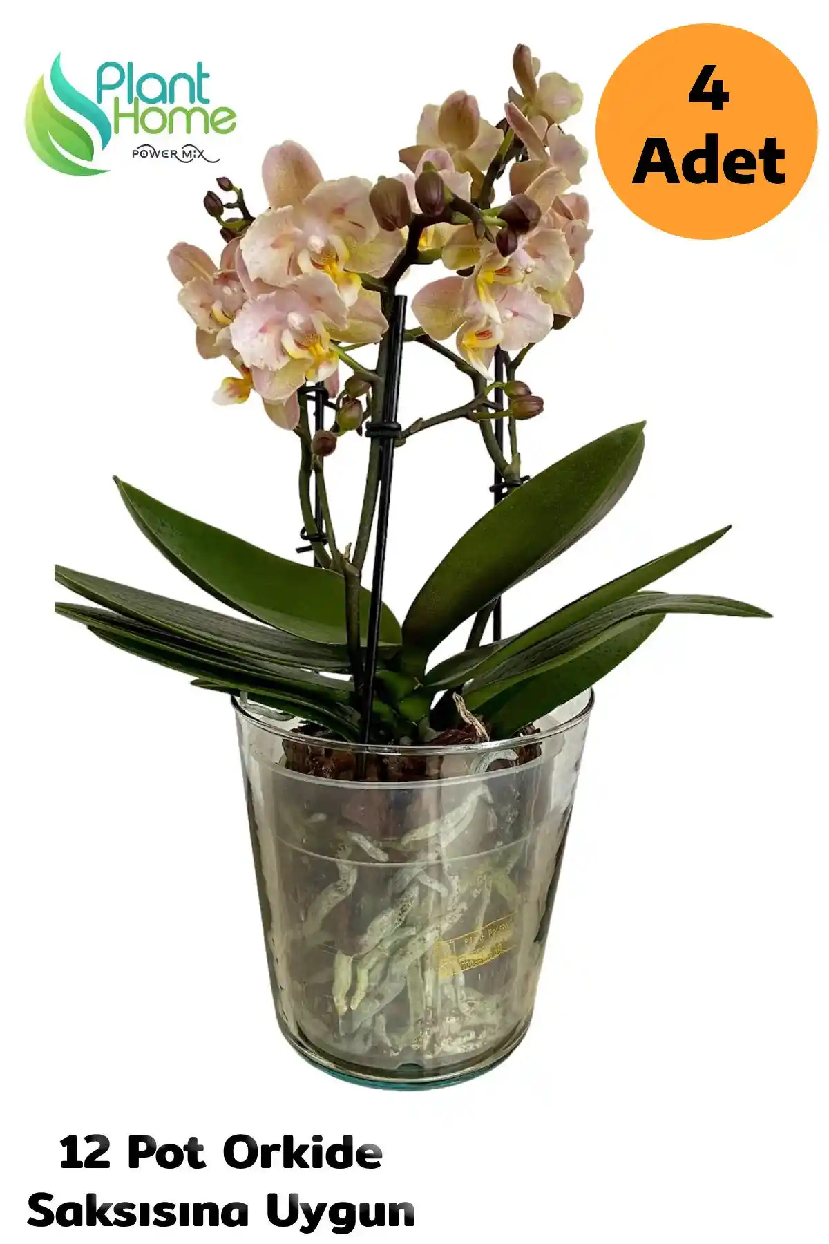 Cam Saksılar: Estetik ve İşlevselliği Bir Arada Sunan Modern Dekorasyon Unsuru