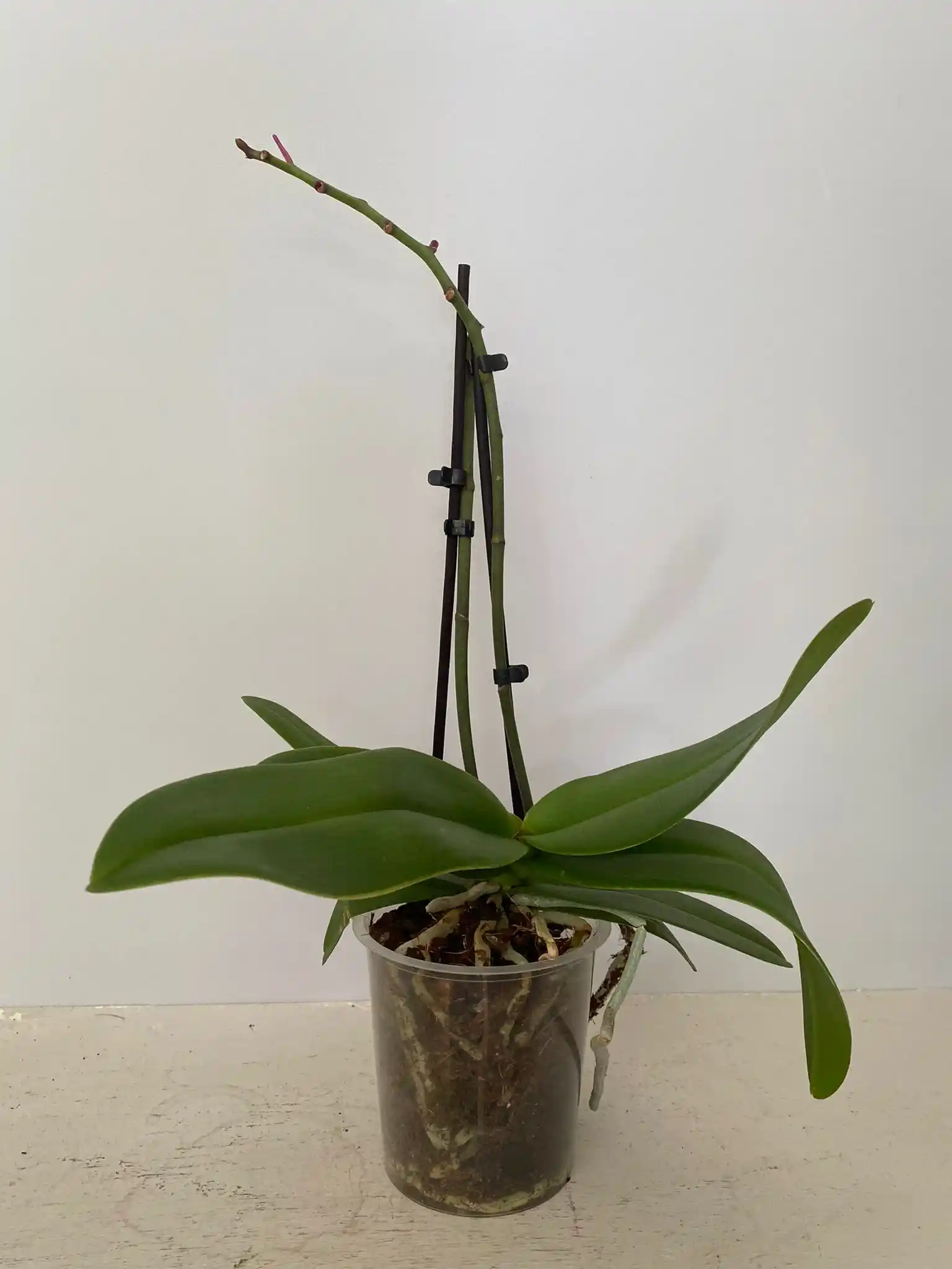 Çiçeksiz Orkide ile Modern İç Mekan Dekorasyonunda Zarif ve Kolay Bakımlı Bitki Seçenekleri