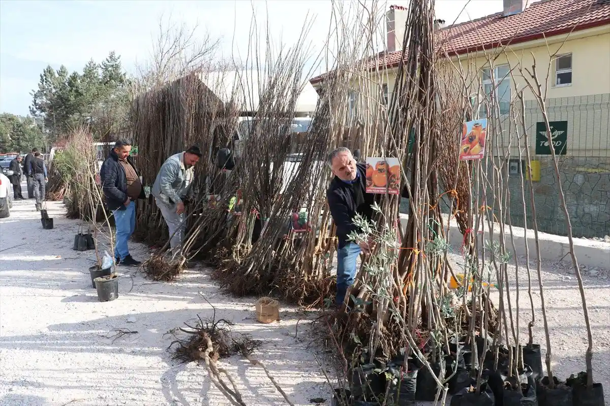 Fidan Pazarı ve Doğal Malzemelerle Sürdürülebilir Ev Dekorasyonu Çözümleri